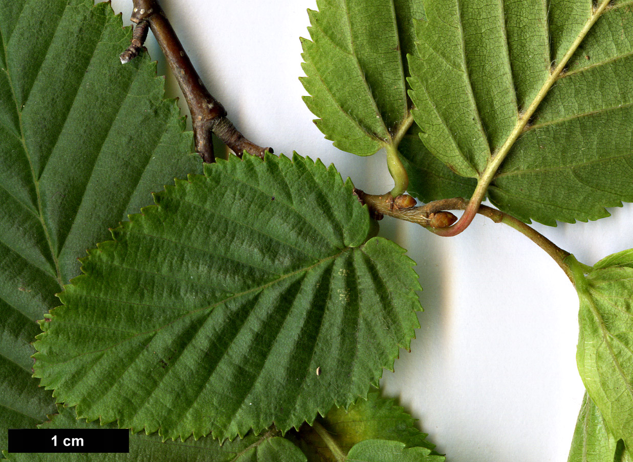 High resolution image: Family: Betulaceae - Genus: Carpinus - Taxon: ×schuschaensis (C.betulus × C.orientalis)
