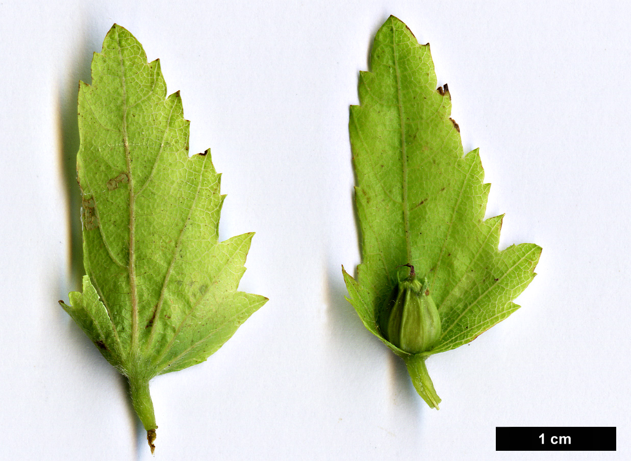 High resolution image: Family: Betulaceae - Genus: Carpinus - Taxon: ×schuschaensis (C.betulus × C.orientalis)