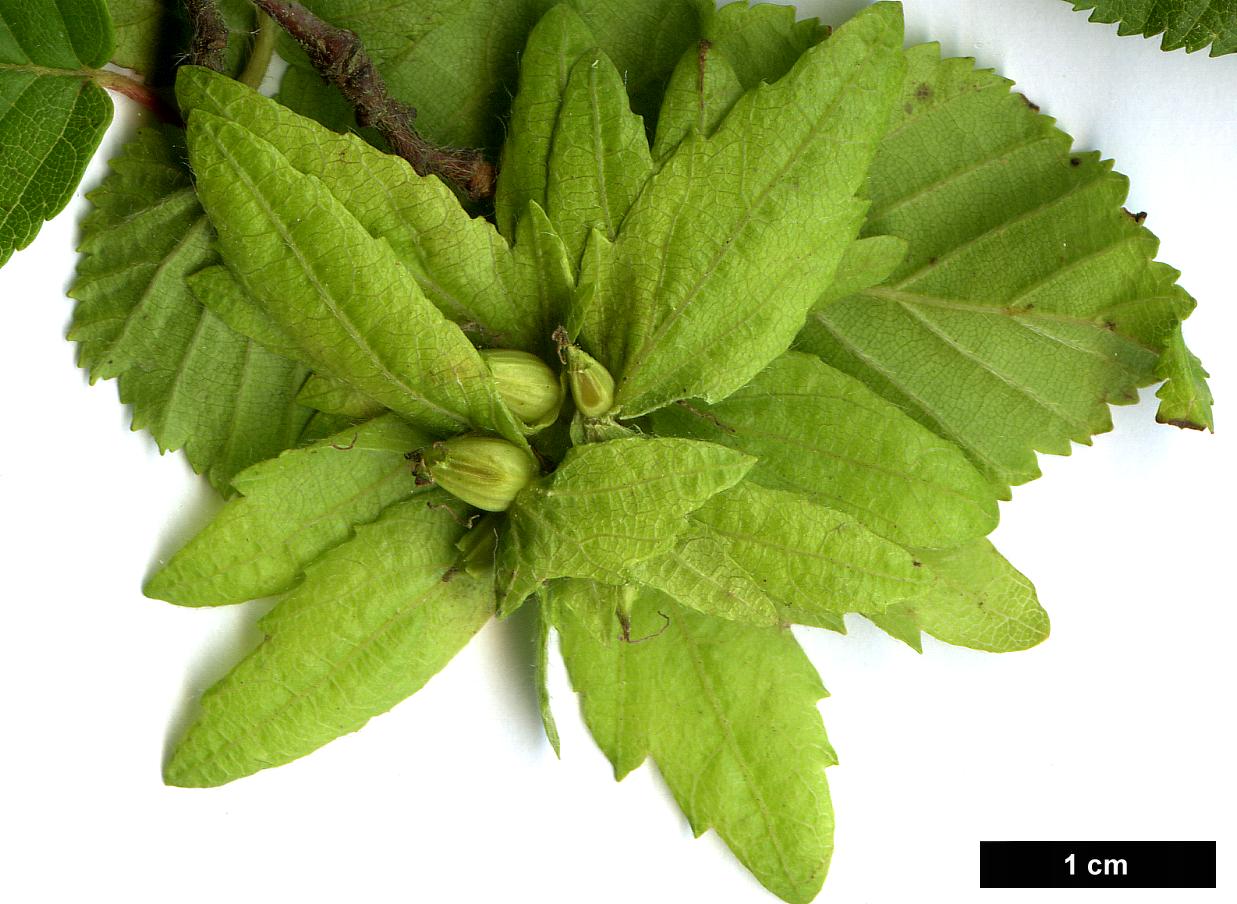 High resolution image: Family: Betulaceae - Genus: Carpinus - Taxon: ×schuschaensis (C.betulus × C.orientalis)