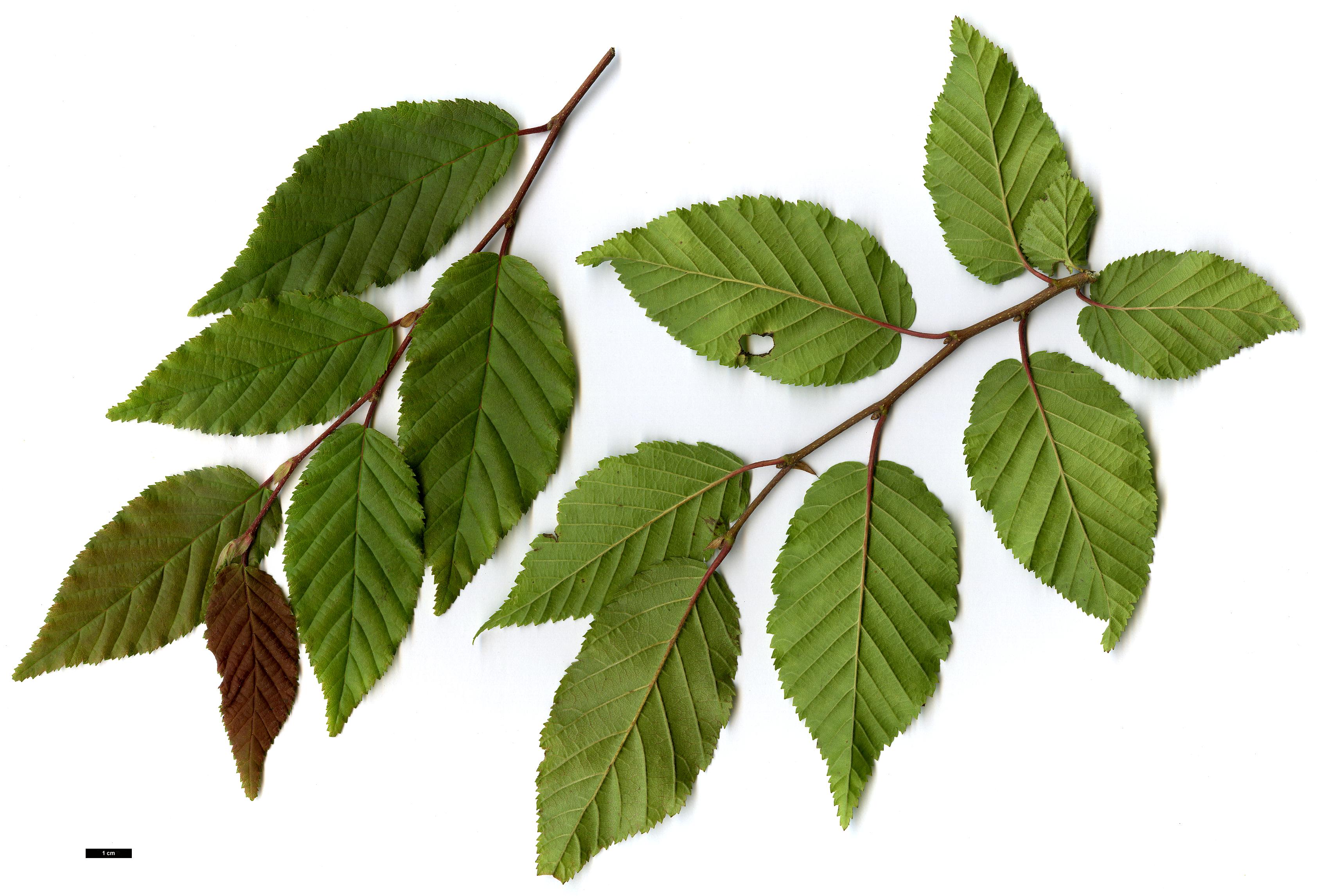 High resolution image: Family: Betulaceae - Genus: Carpinus - Taxon: ×schuschaensis (C.betulus × C.orientalis) High resolution image: Family: Betulaceae - Genus: Carpinus - Taxon: ×schuschaensis (C.betulus × C.orientalis)