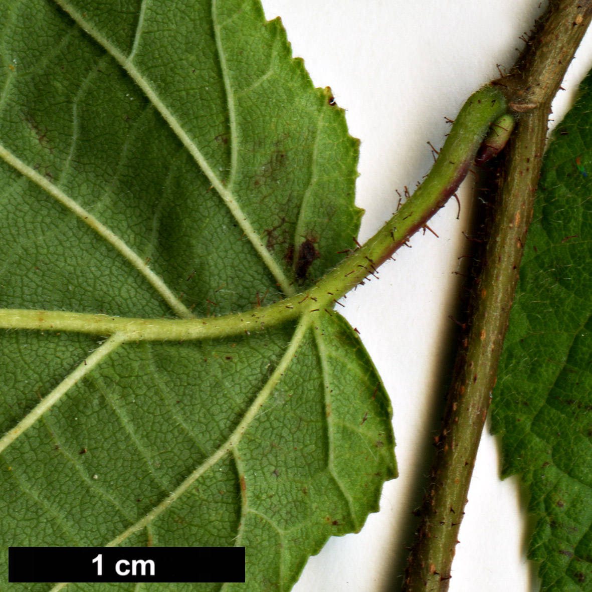 High resolution image: Family: Betulaceae - Genus: Corylus - Taxon: americana