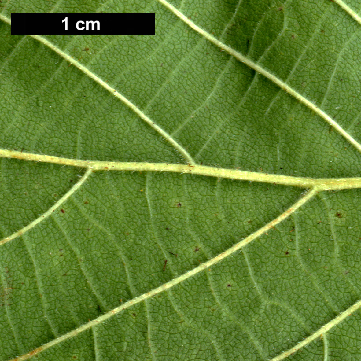 High resolution image: Family: Betulaceae - Genus: Corylus - Taxon: americana