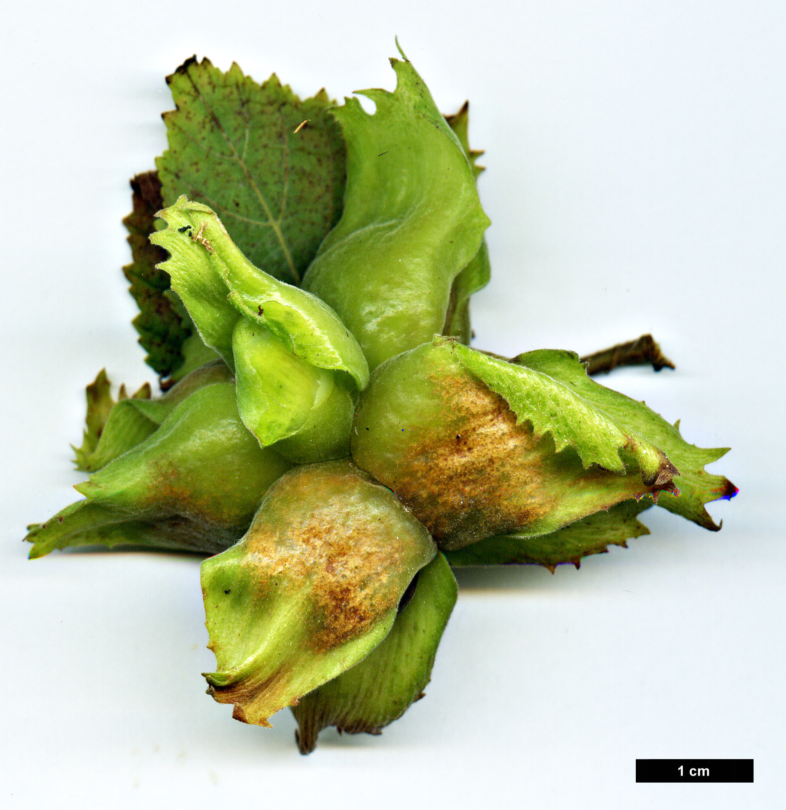 High resolution image: Family: Betulaceae - Genus: Corylus - Taxon: americana