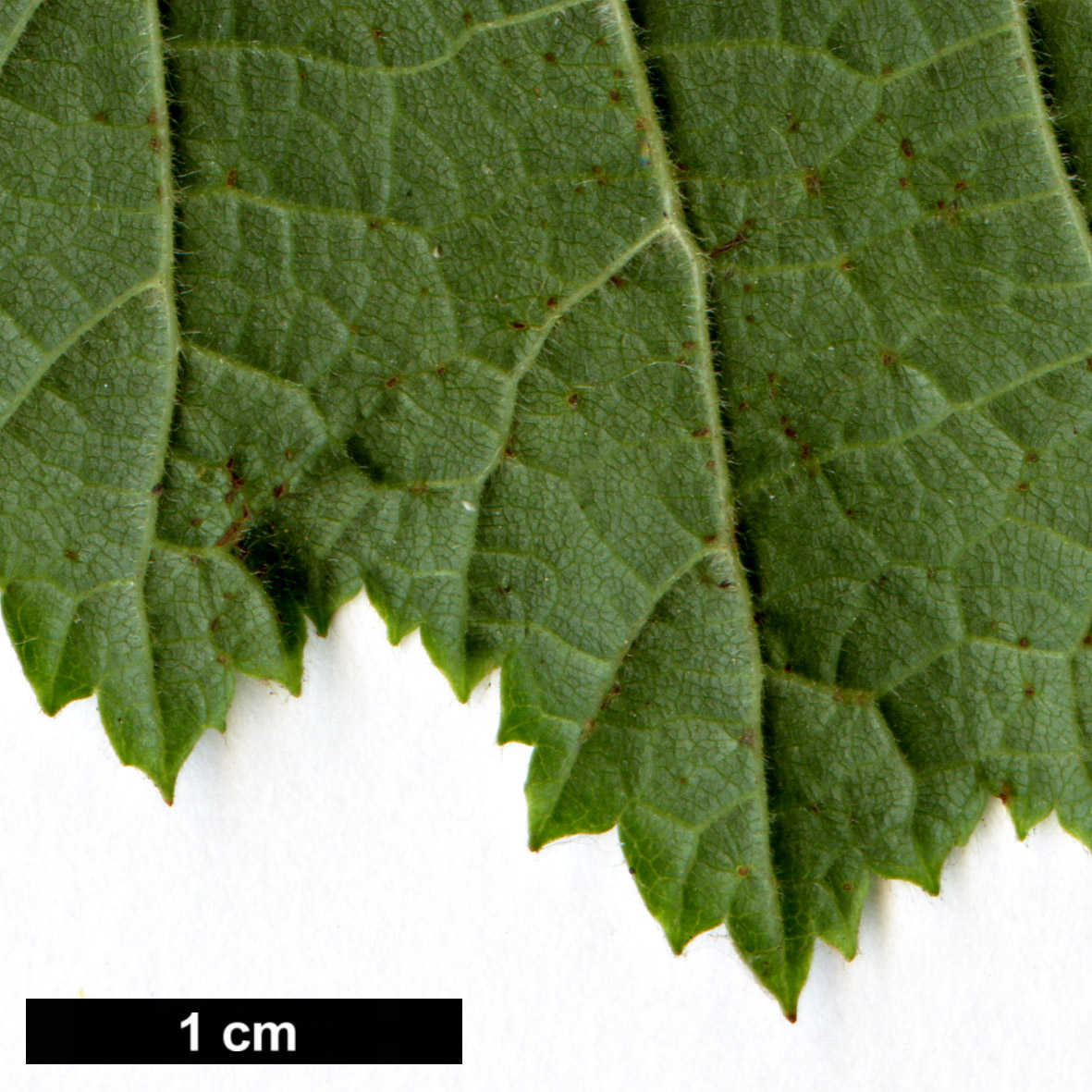 High resolution image: Family: Betulaceae - Genus: Corylus - Taxon: avellana