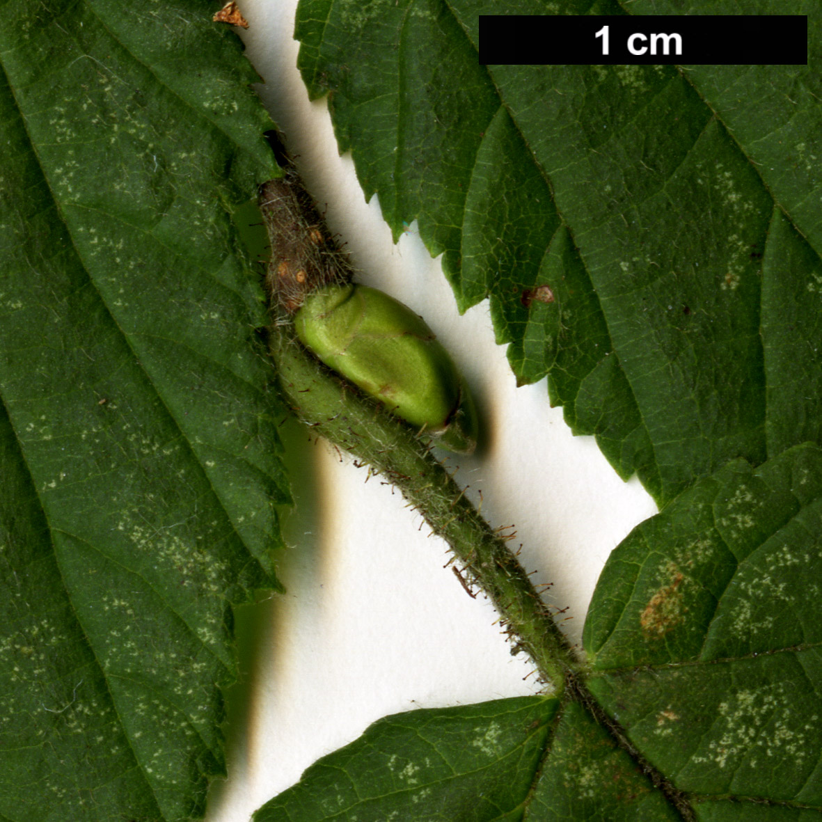 High resolution image: Family: Betulaceae - Genus: Corylus - Taxon: avellana