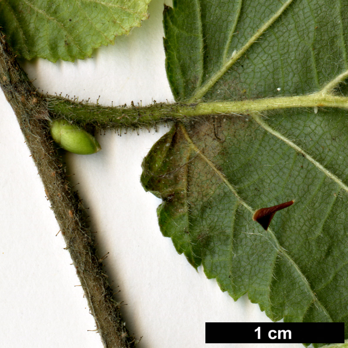 High resolution image: Family: Betulaceae - Genus: Corylus - Taxon: avellana