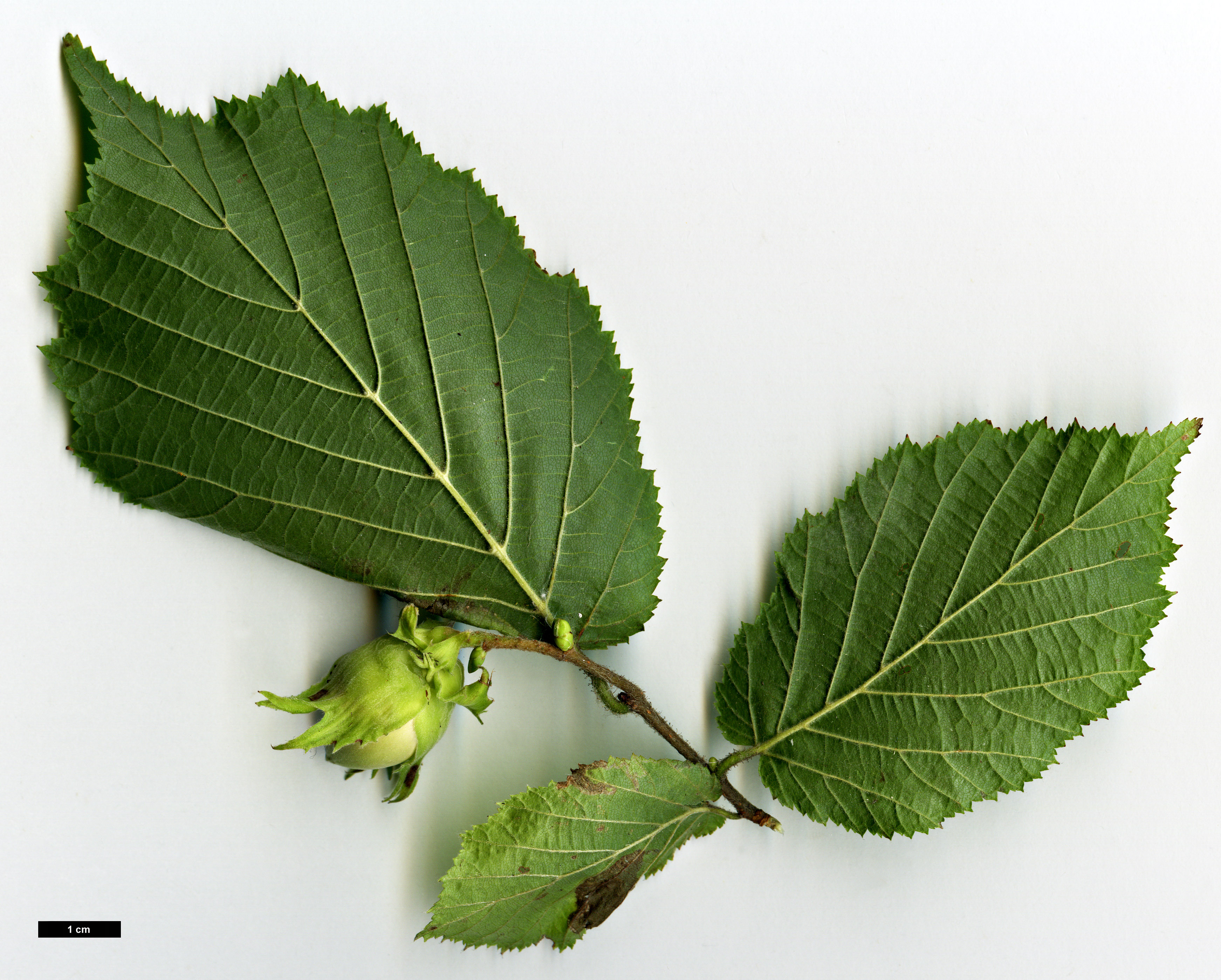 High resolution image: Family: Betulaceae - Genus: Corylus - Taxon: avellana