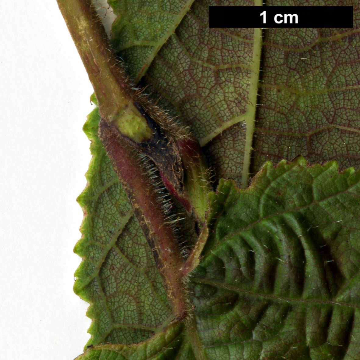 High resolution image: Family: Betulaceae - Genus: Corylus - Taxon: chinensis