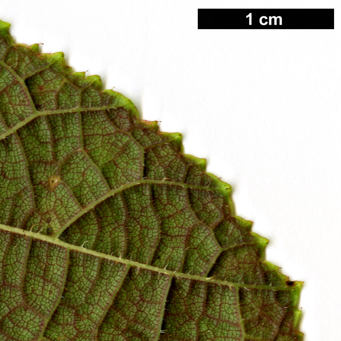High resolution image: Family: Betulaceae - Genus: Corylus - Taxon: chinensis