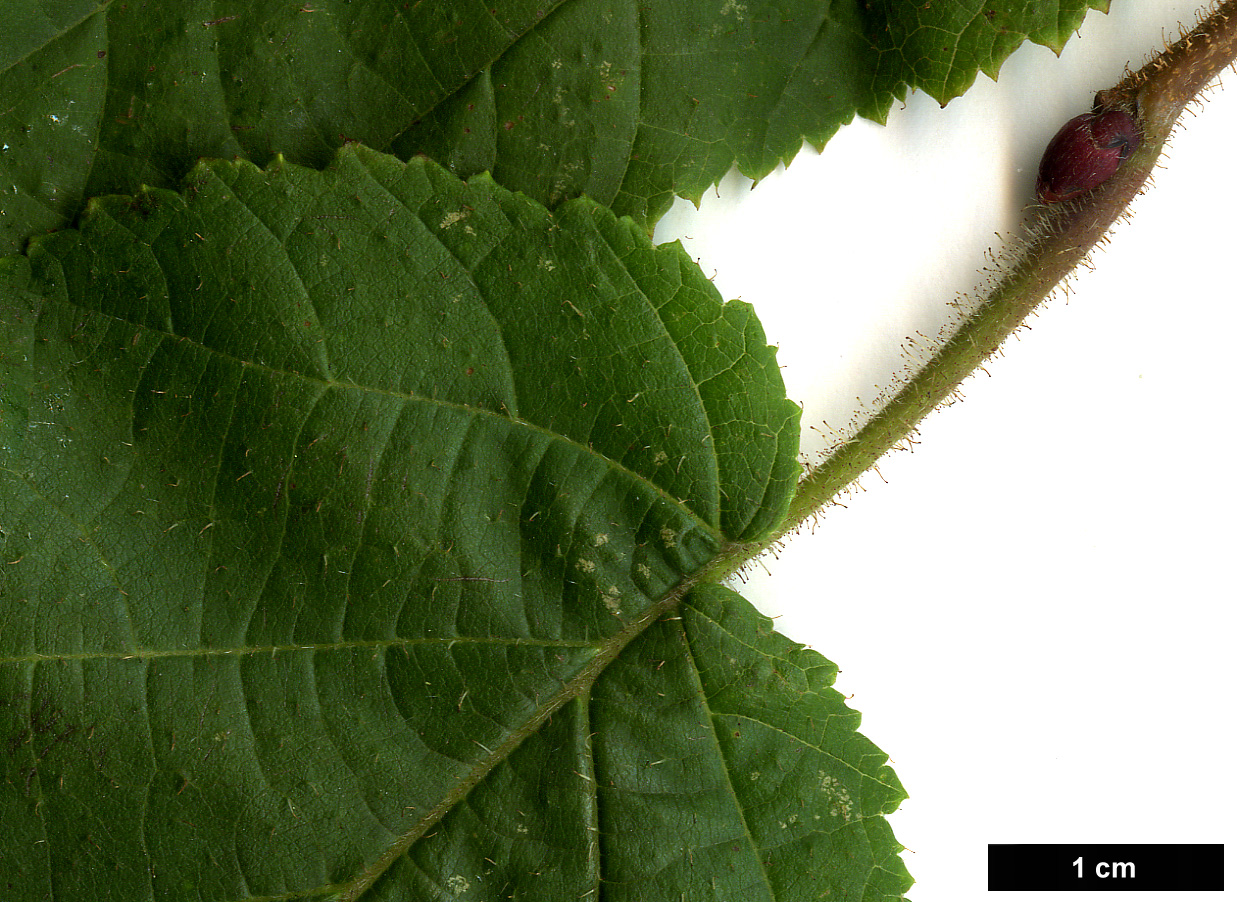 High resolution image: Family: Betulaceae - Genus: Corylus - Taxon: chinensis