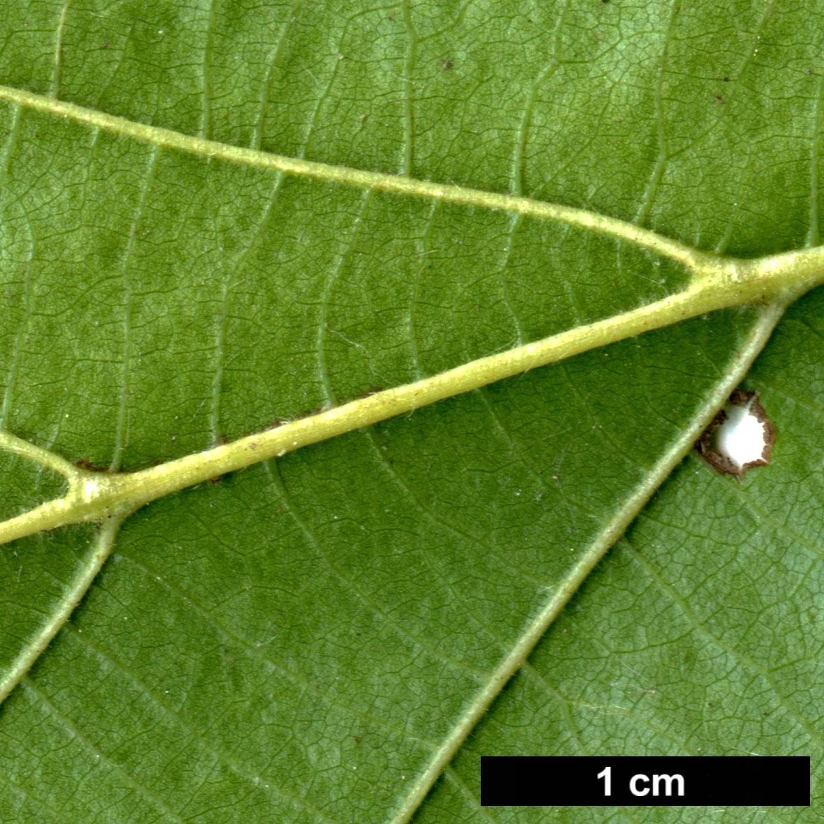 High resolution image: Family: Betulaceae - Genus: Corylus - Taxon: colurna