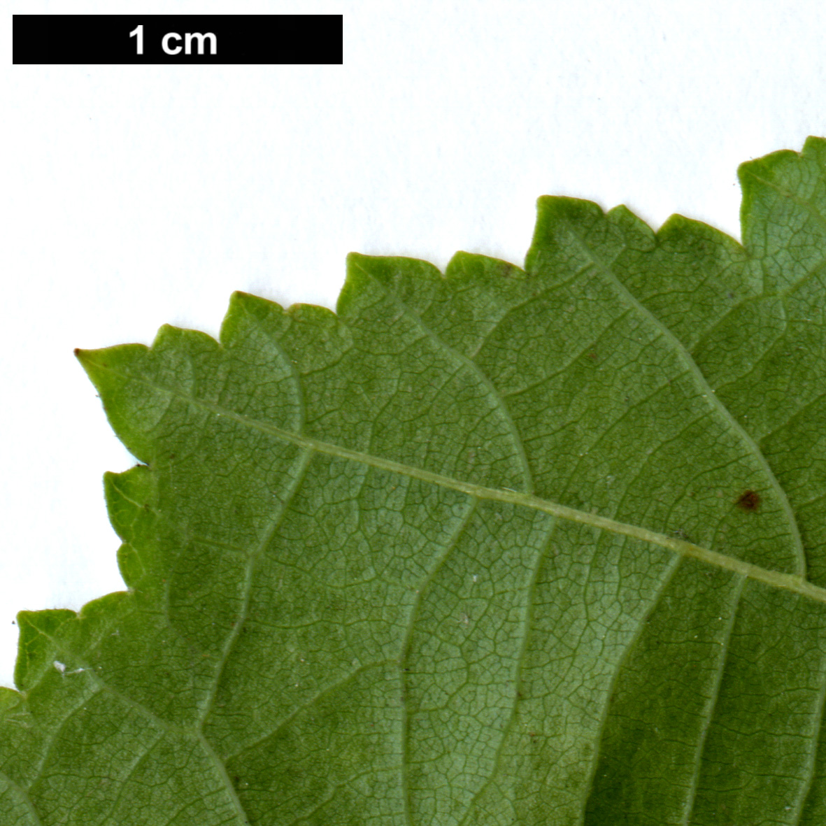 High resolution image: Family: Betulaceae - Genus: Corylus - Taxon: colurna