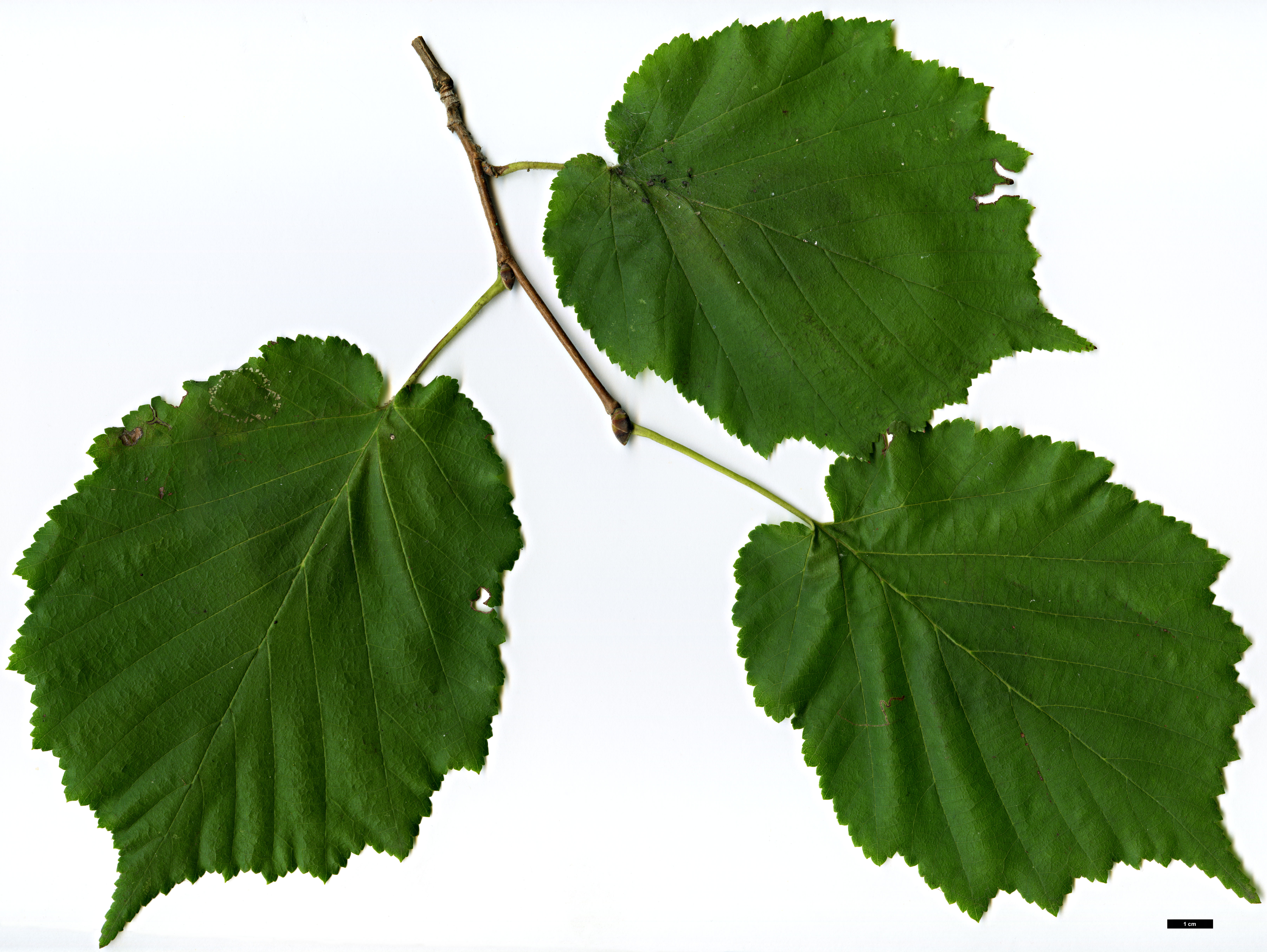 High resolution image: Family: Betulaceae - Genus: Corylus - Taxon: colurna