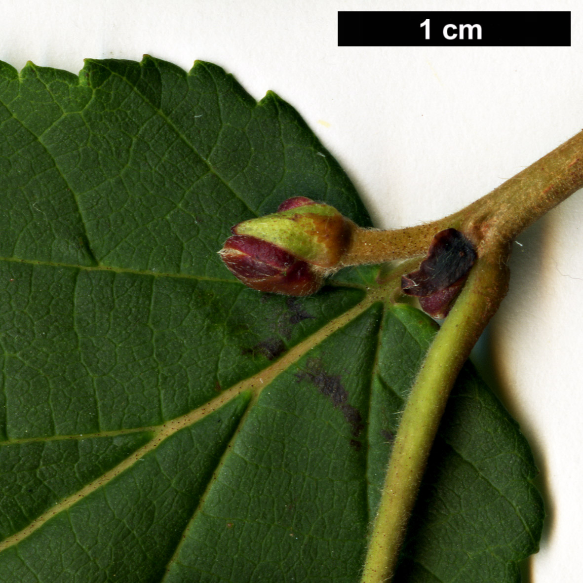 High resolution image: Family: Betulaceae - Genus: Corylus - Taxon: fargesii