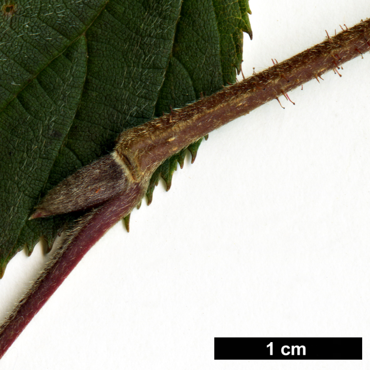 High resolution image: Family: Betulaceae - Genus: Corylus - Taxon: ferox