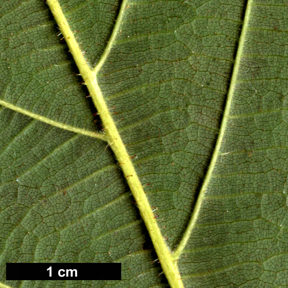 High resolution image: Family: Betulaceae - Genus: Corylus - Taxon: ferox