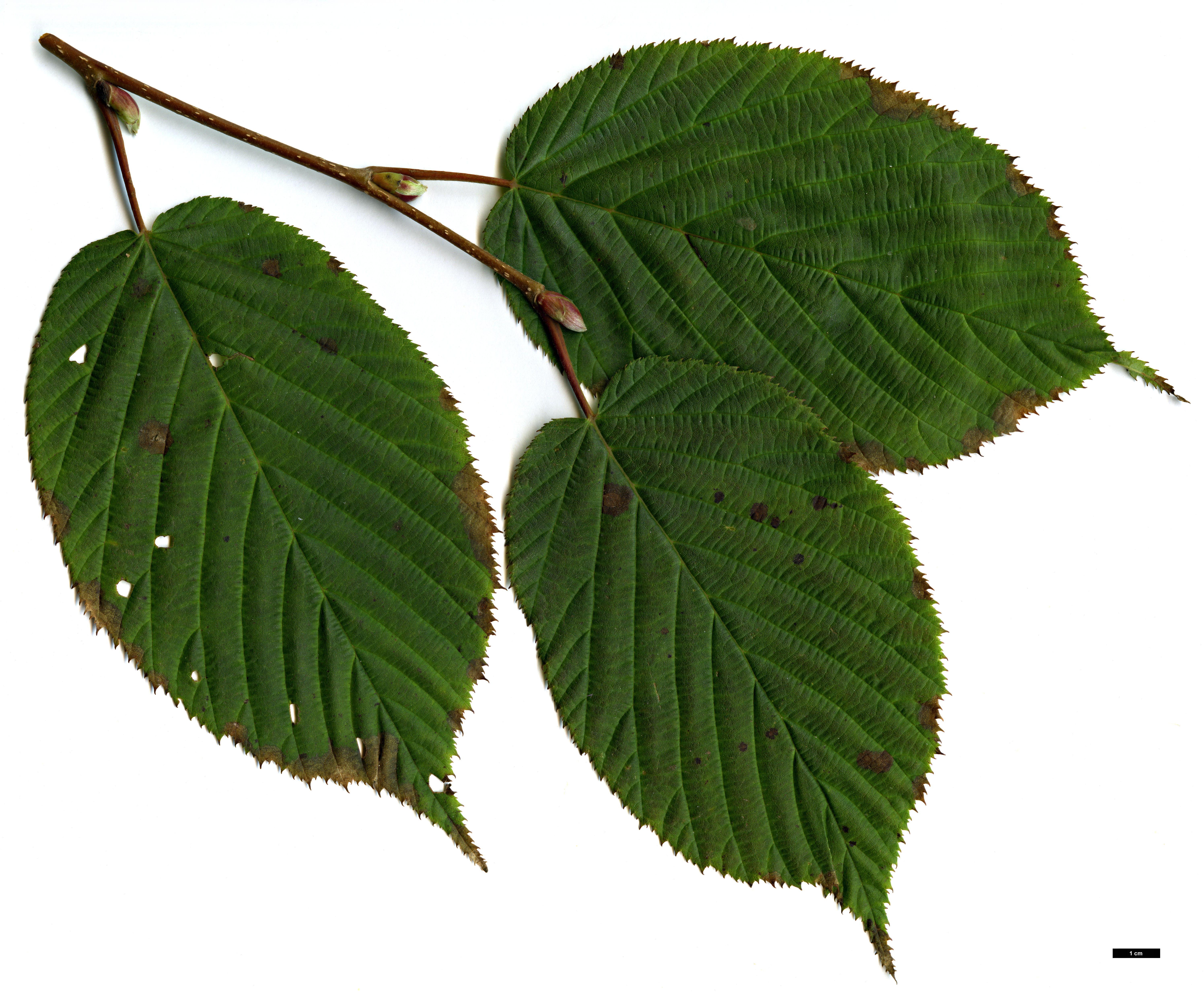 High resolution image: Family: Betulaceae - Genus: Corylus - Taxon: ferox