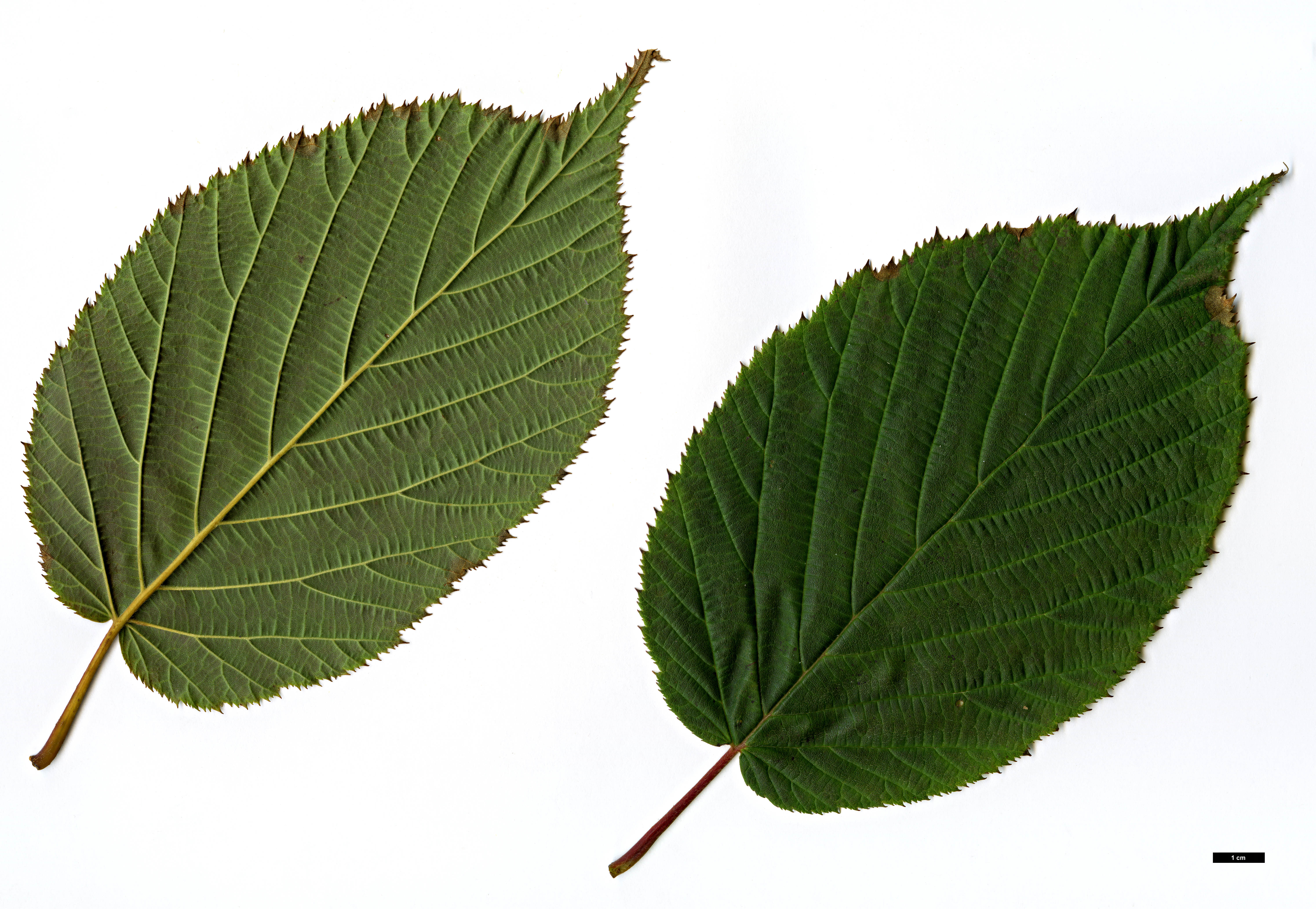 High resolution image: Family: Betulaceae - Genus: Corylus - Taxon: ferox