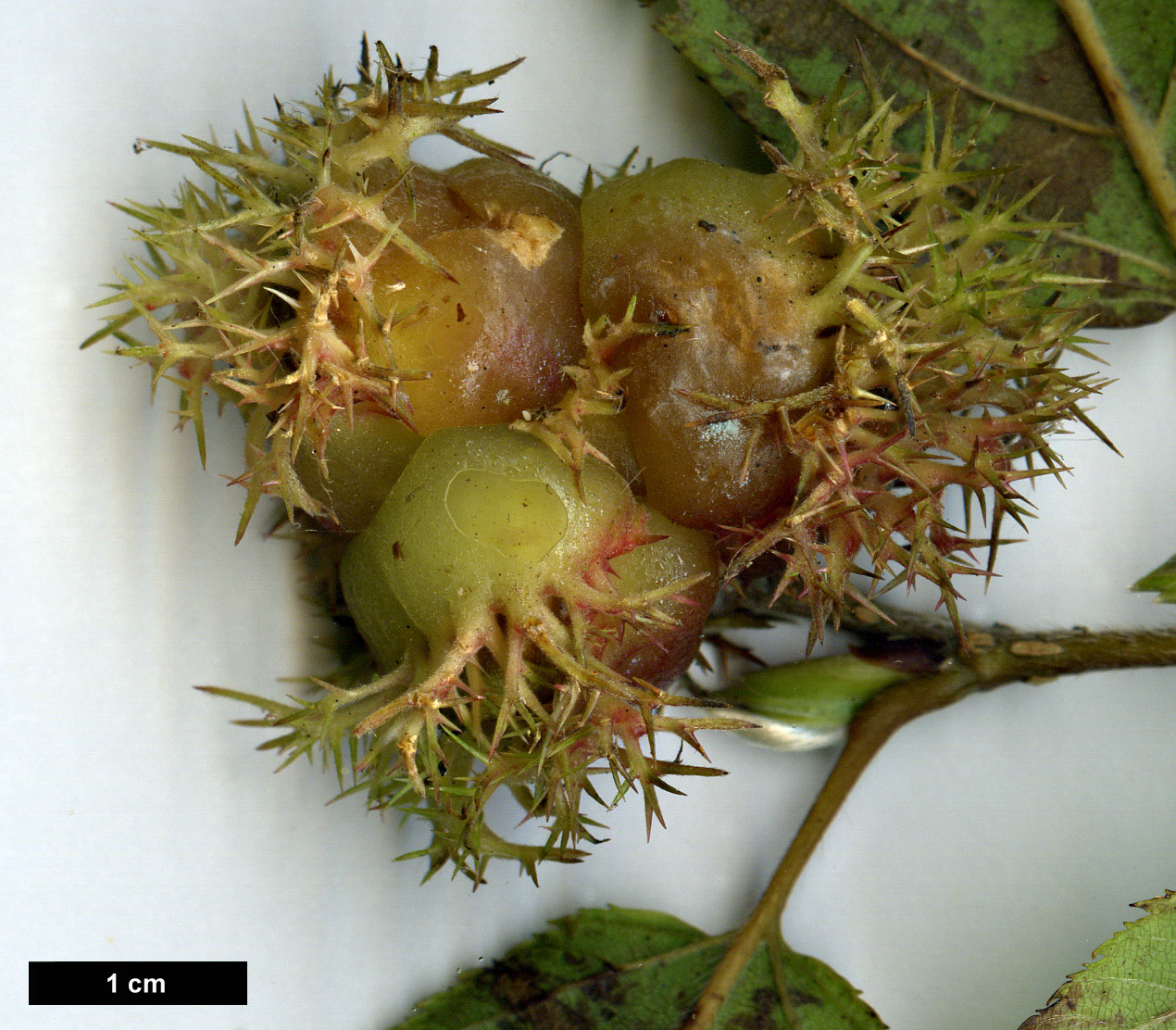 High resolution image: Family: Betulaceae - Genus: Corylus - Taxon: ferox