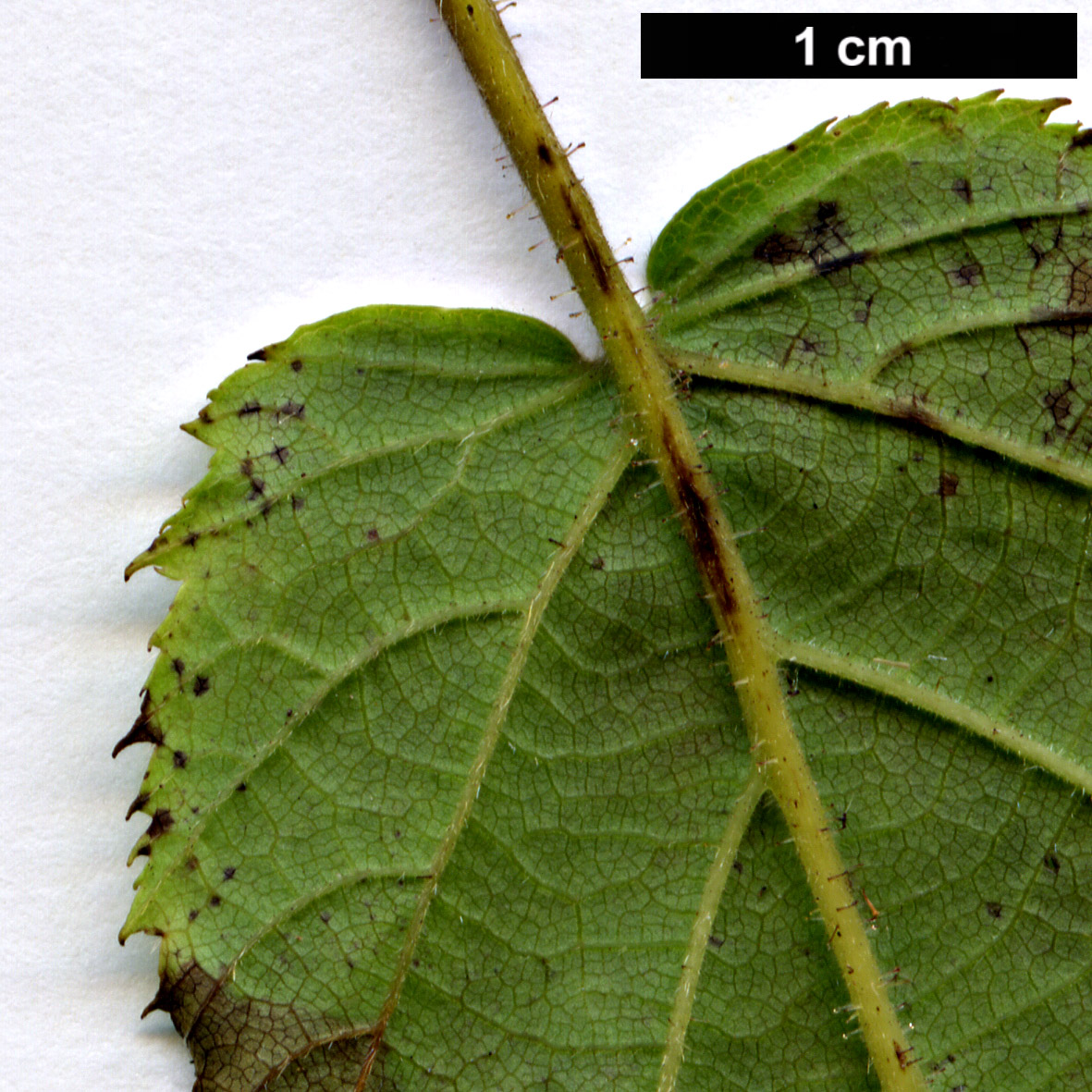 High resolution image: Family: Betulaceae - Genus: Corylus - Taxon: ferox