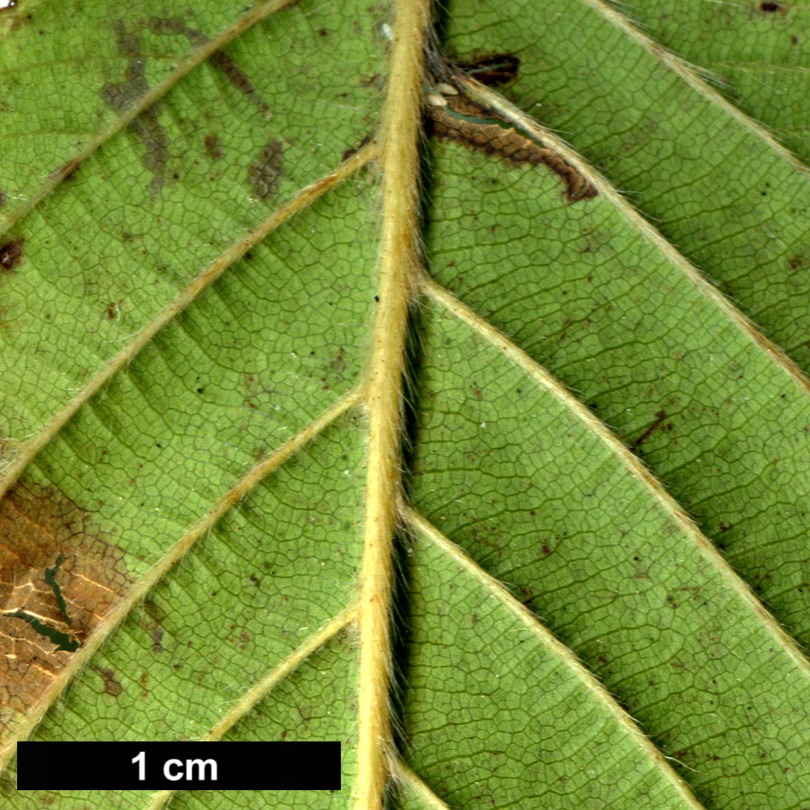 High resolution image: Family: Betulaceae - Genus: Corylus - Taxon: ferox