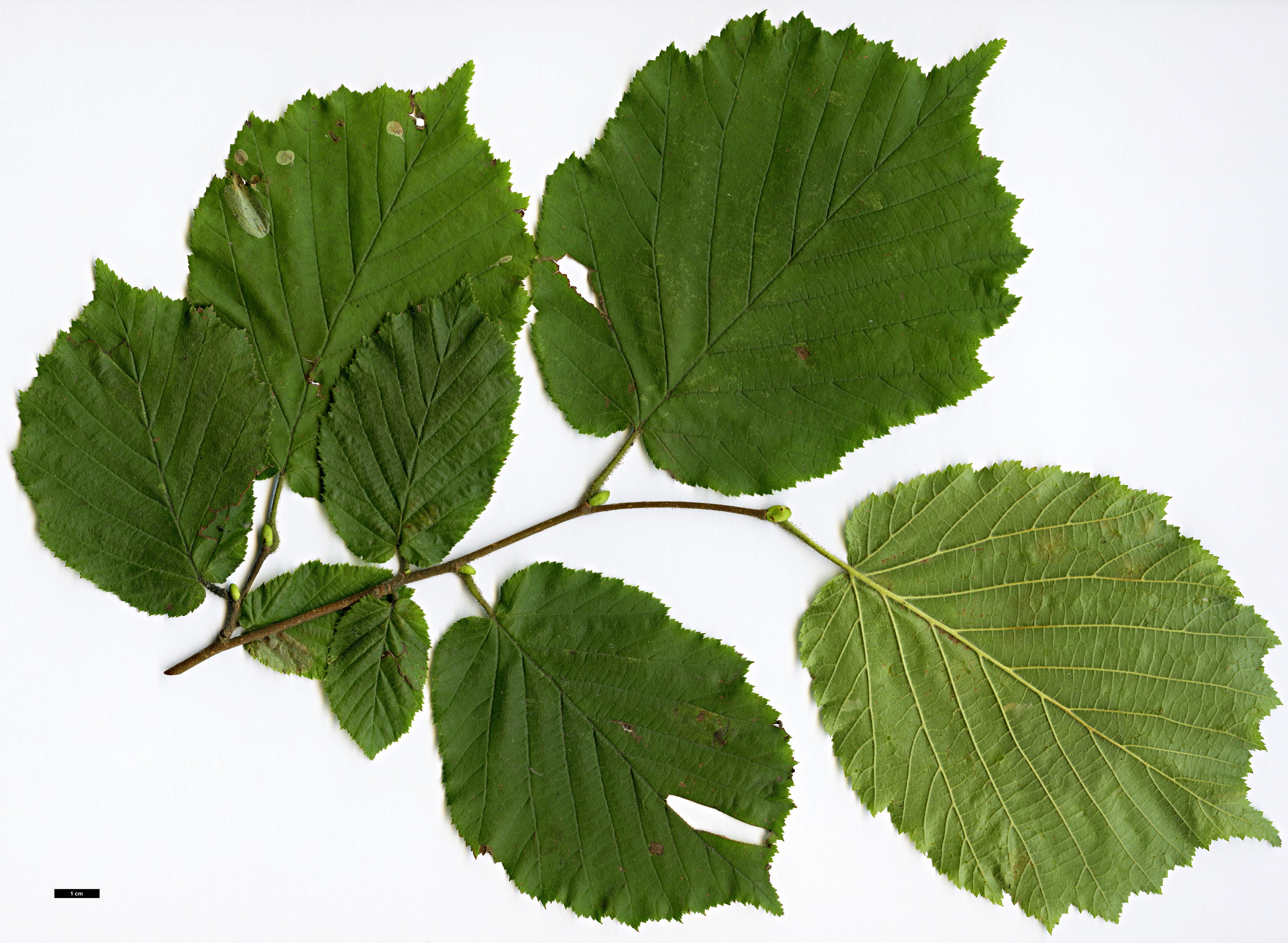 High resolution image: Family: Betulaceae - Genus: Corylus - Taxon: maxima