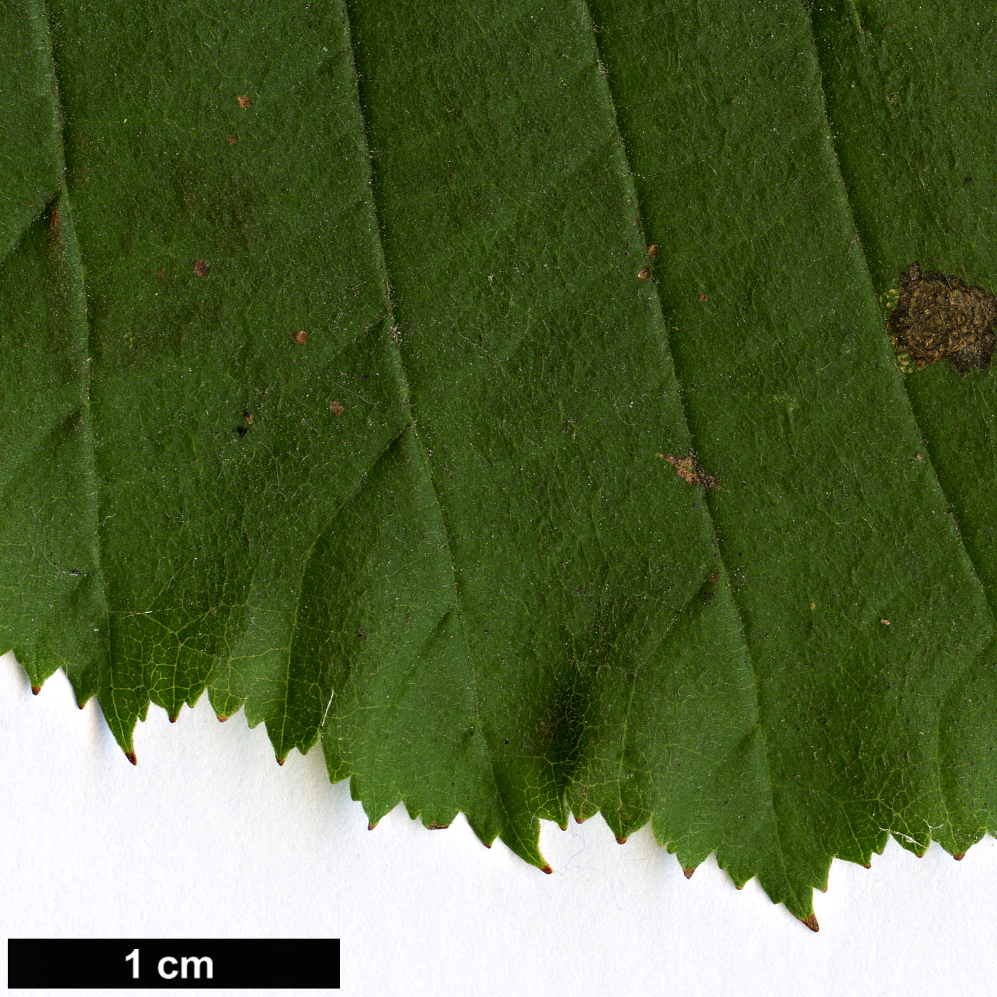 High resolution image: Family: Betulaceae - Genus: Corylus - Taxon: maxima