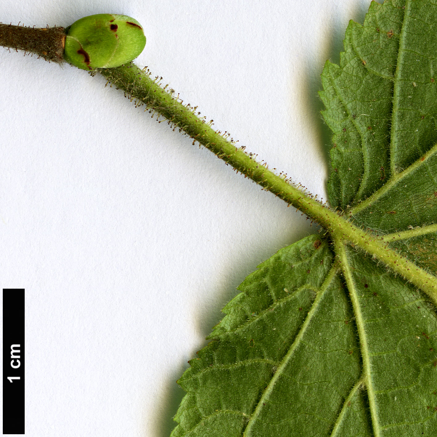 High resolution image: Family: Betulaceae - Genus: Corylus - Taxon: maxima