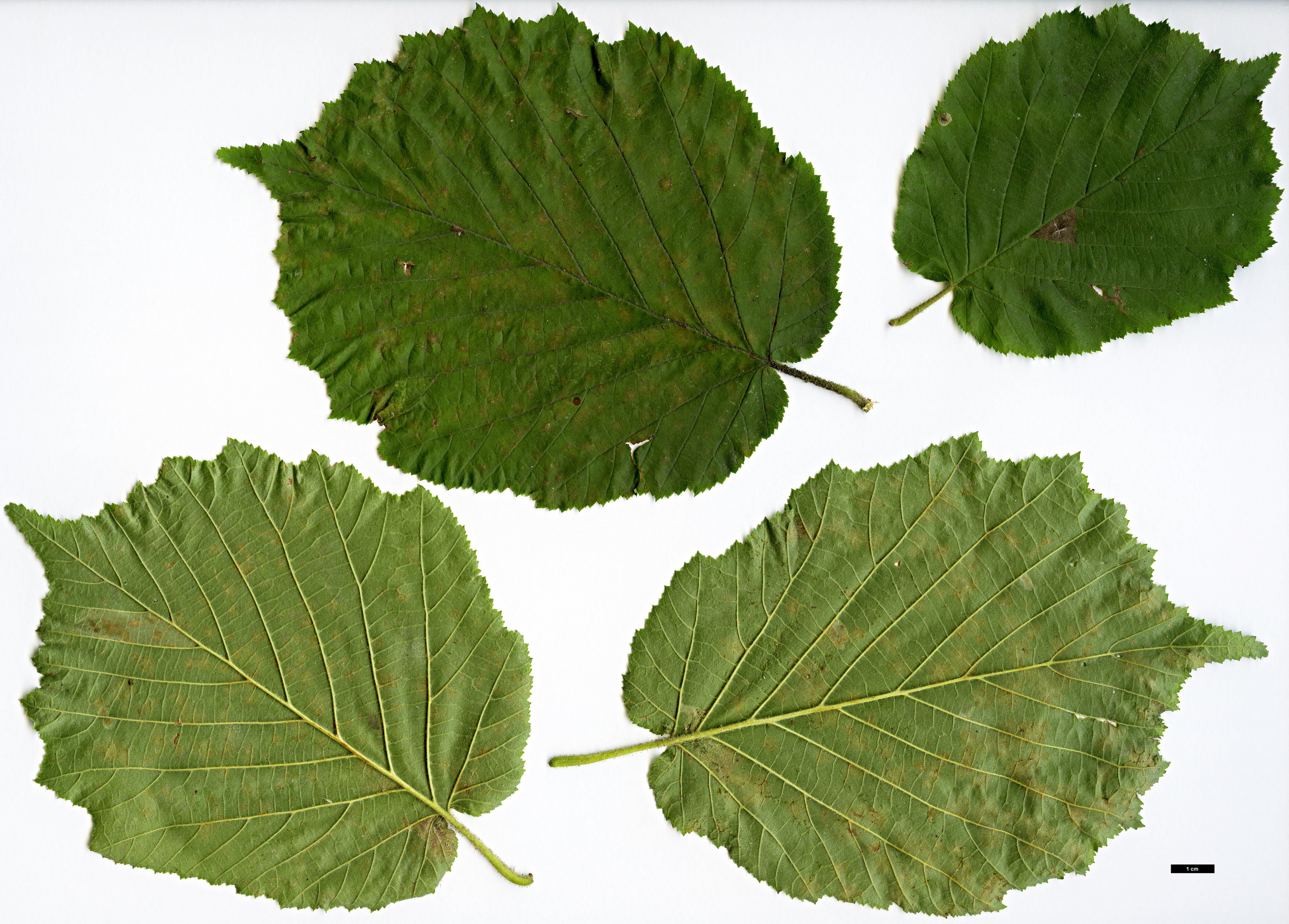 High resolution image: Family: Betulaceae - Genus: Corylus - Taxon: maxima