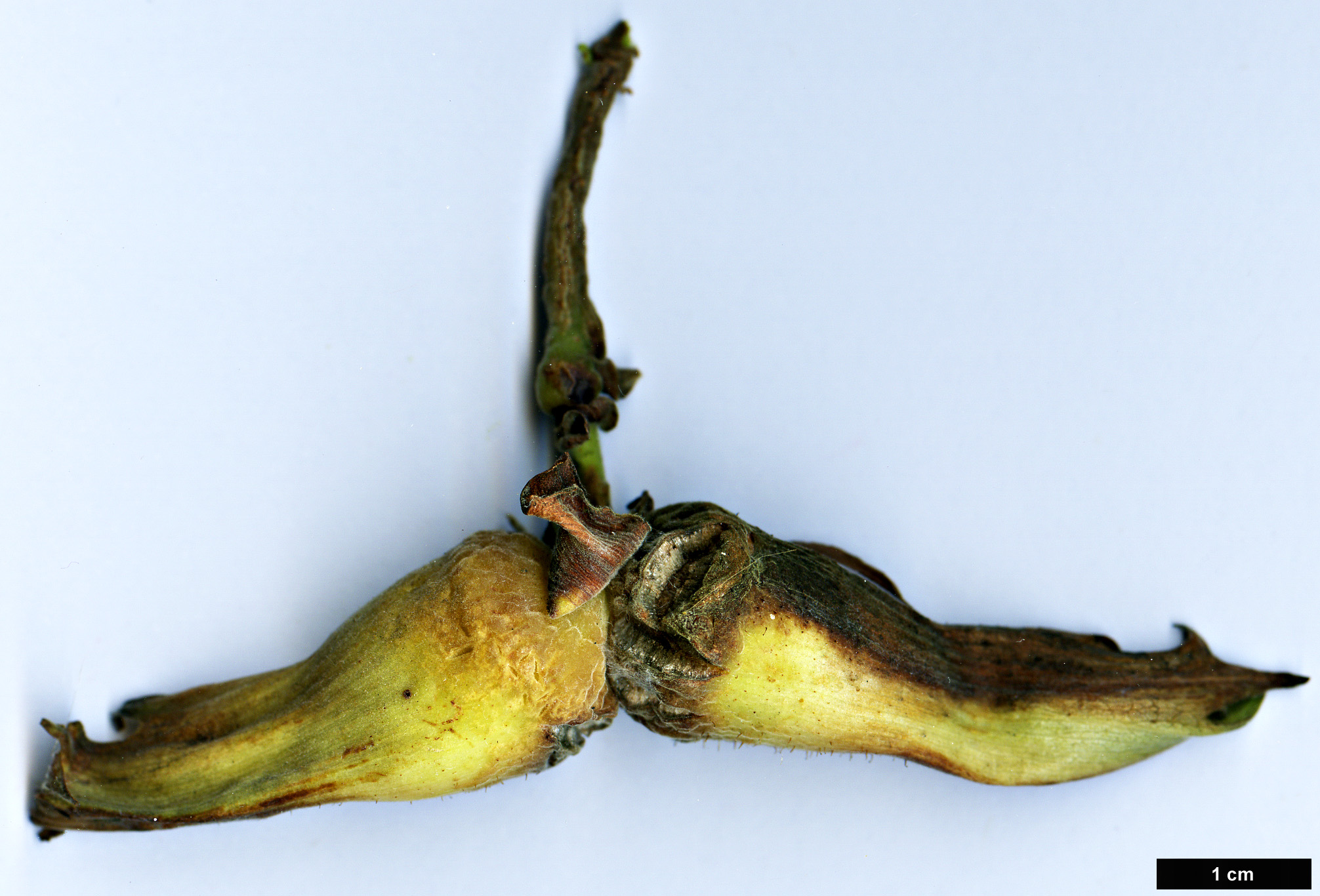 High resolution image: Family: Betulaceae - Genus: Corylus - Taxon: maxima