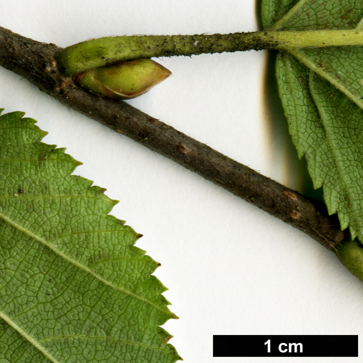 High resolution image: Family: Betulaceae - Genus: Corylus - Taxon: sieboldiana