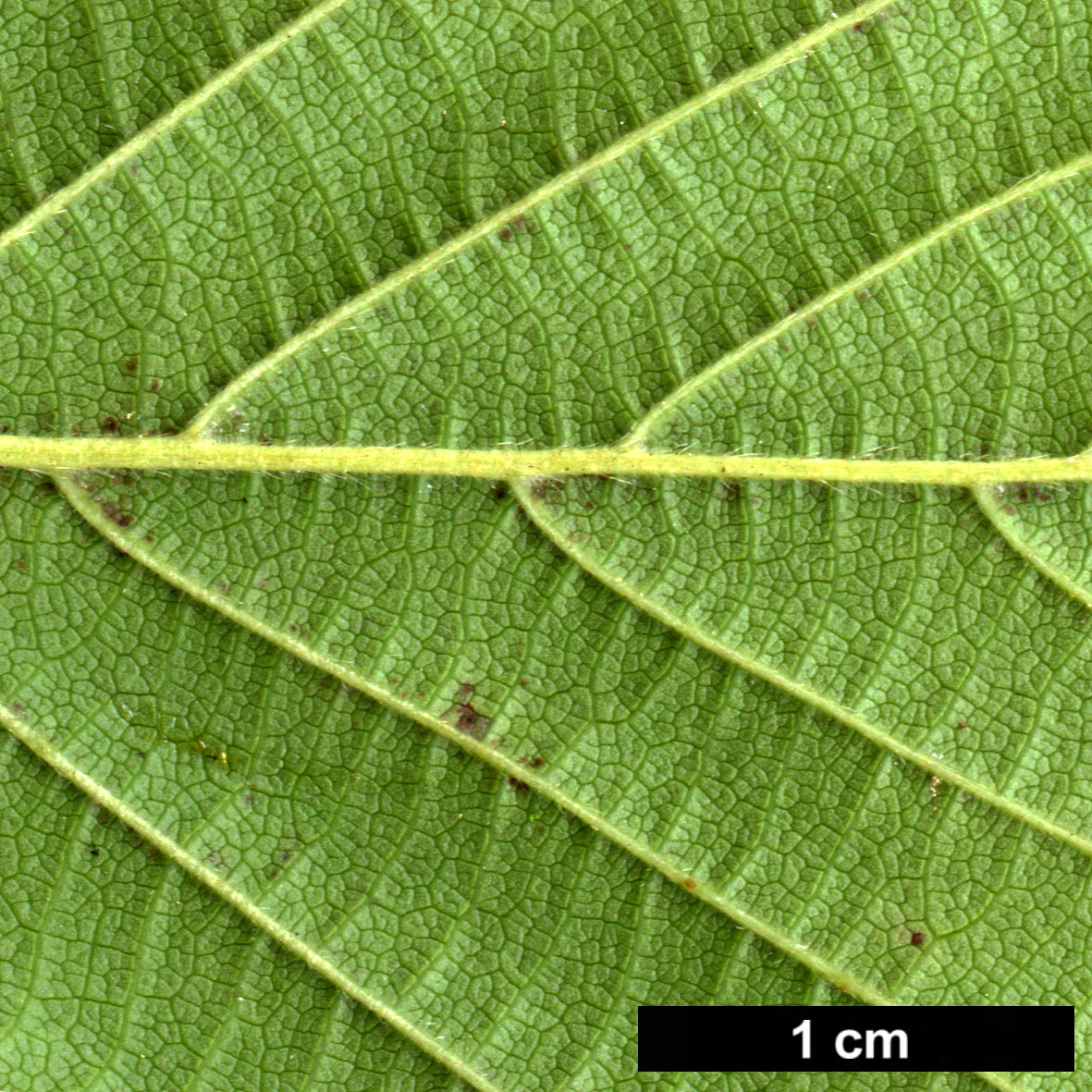 High resolution image: Family: Betulaceae - Genus: Corylus - Taxon: sieboldiana