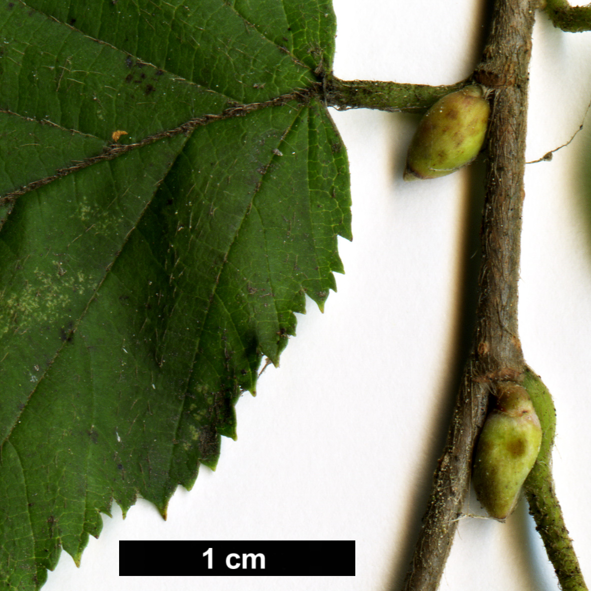 High resolution image: Family: Betulaceae - Genus: Corylus - Taxon: sieboldiana
