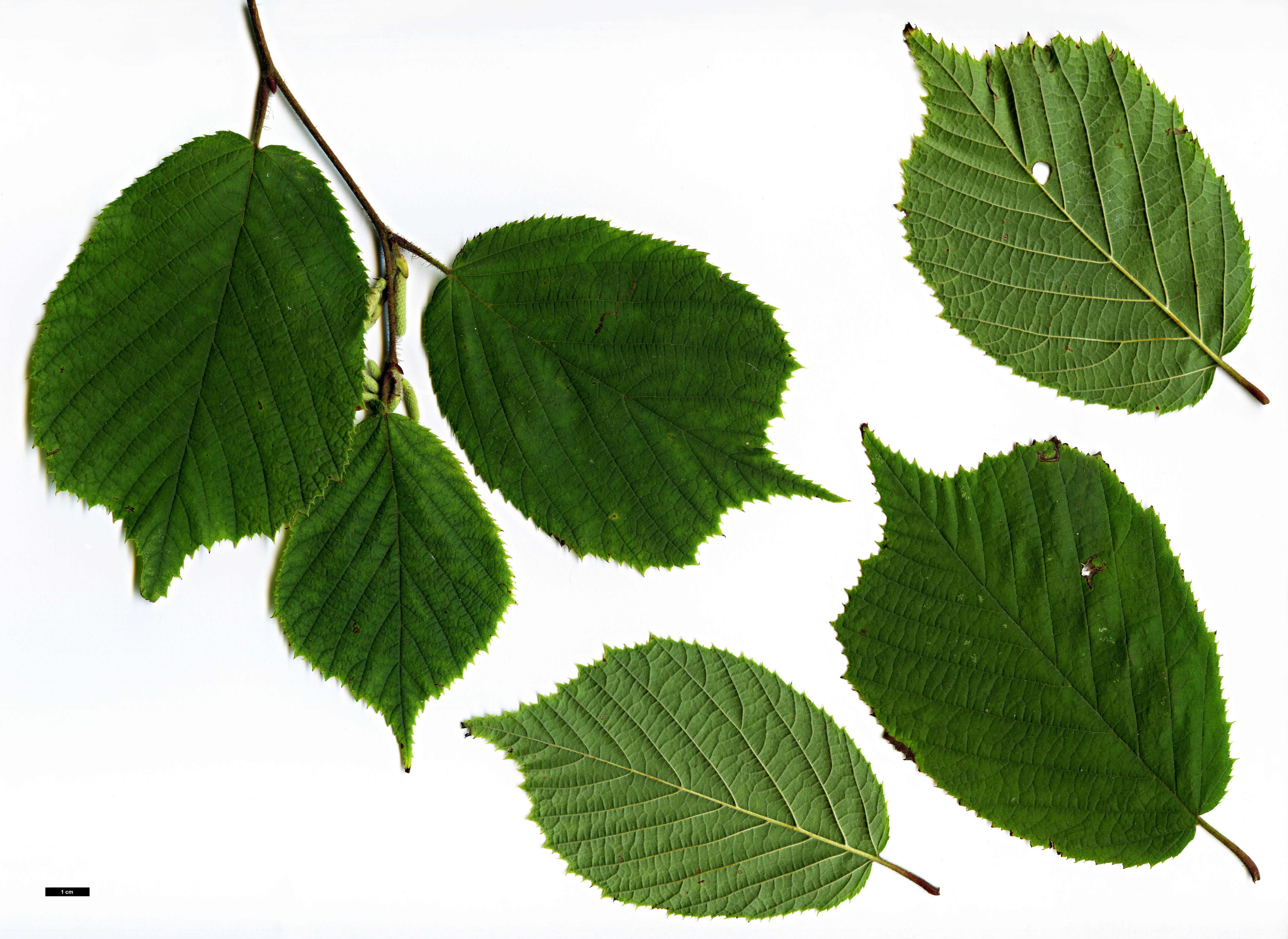 High resolution image: Family: Betulaceae - Genus: Corylus - Taxon: yunnanensis