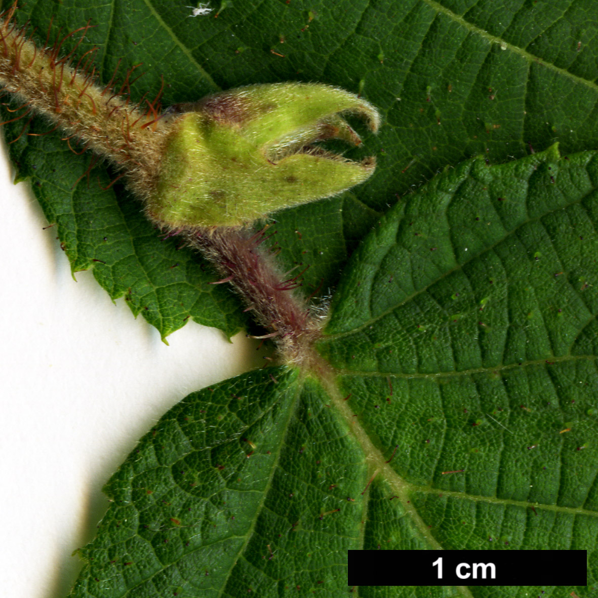 High resolution image: Family: Betulaceae - Genus: Corylus - Taxon: yunnanensis