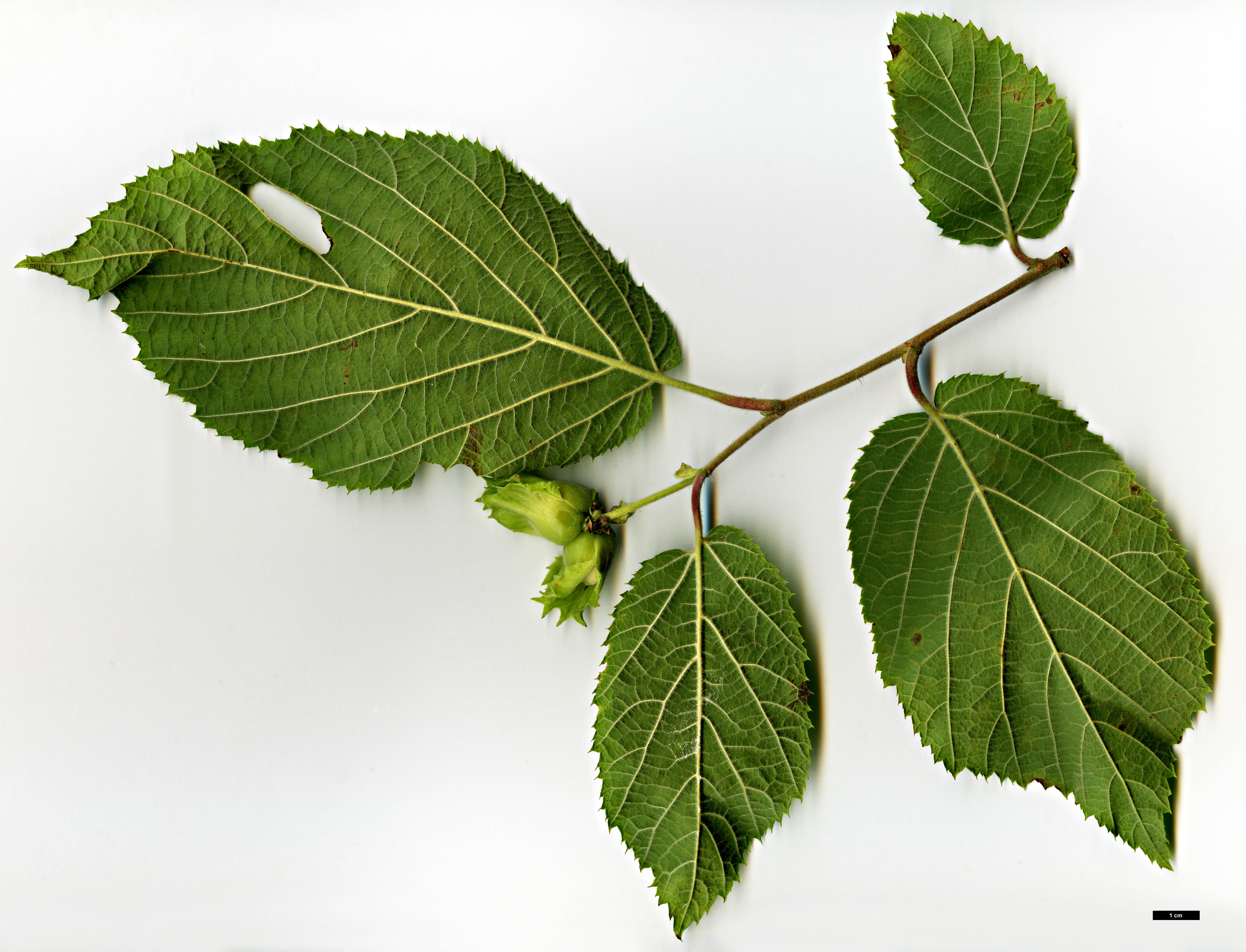 High resolution image: Family: Betulaceae - Genus: Corylus - Taxon: yunnanensis