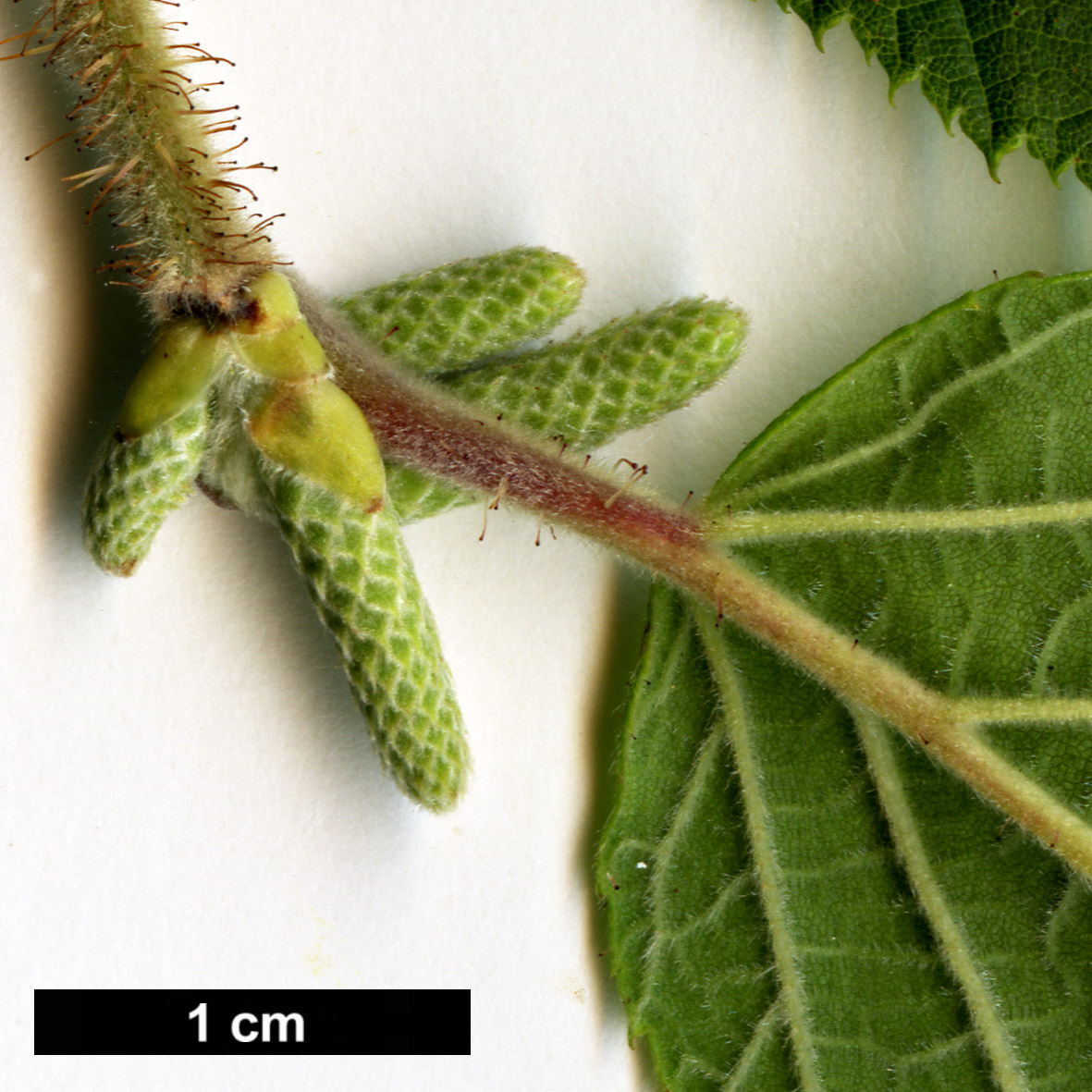 High resolution image: Family: Betulaceae - Genus: Corylus - Taxon: yunnanensis