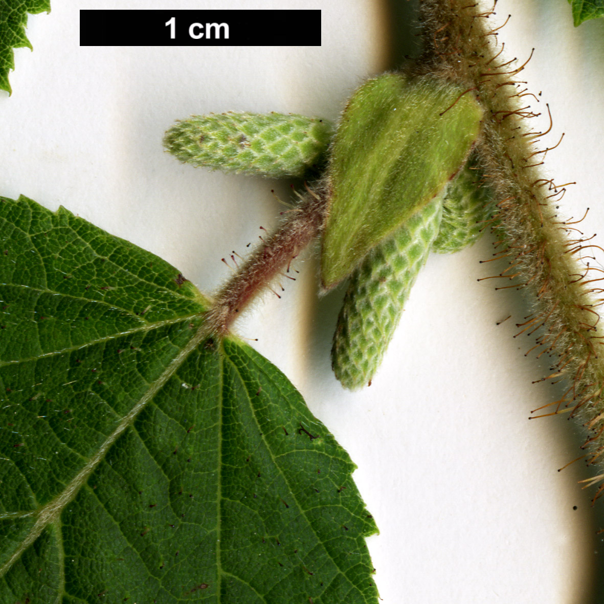 High resolution image: Family: Betulaceae - Genus: Corylus - Taxon: yunnanensis