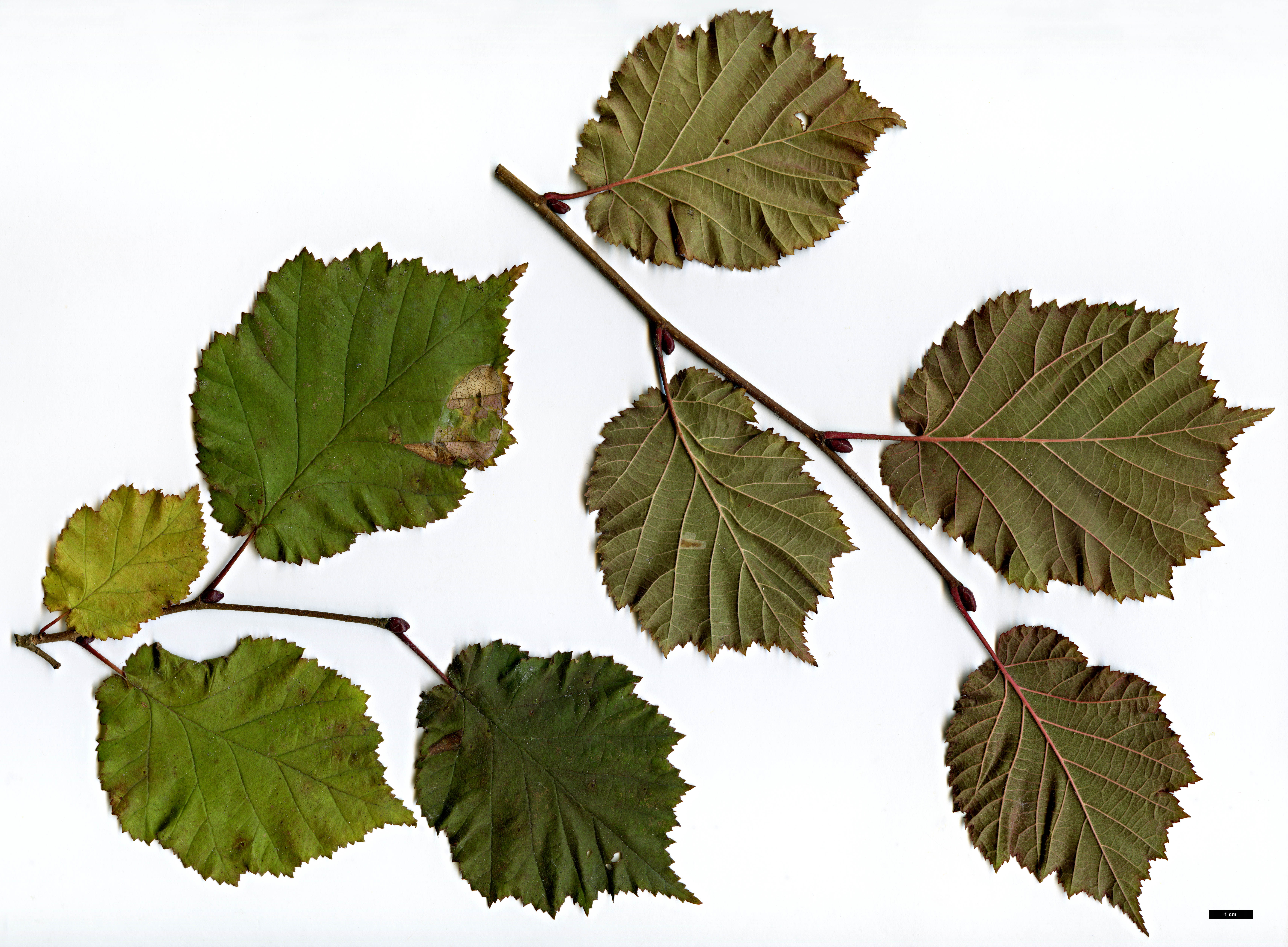 High resolution image: Family: Betulaceae - Genus: Corylus - Taxon: ×colurnoides (C.avellana × C.colurna) High resolution image: Family: Betulaceae - Genus: Corylus - Taxon: ×colurnoides (C.avellana × C.colurna)