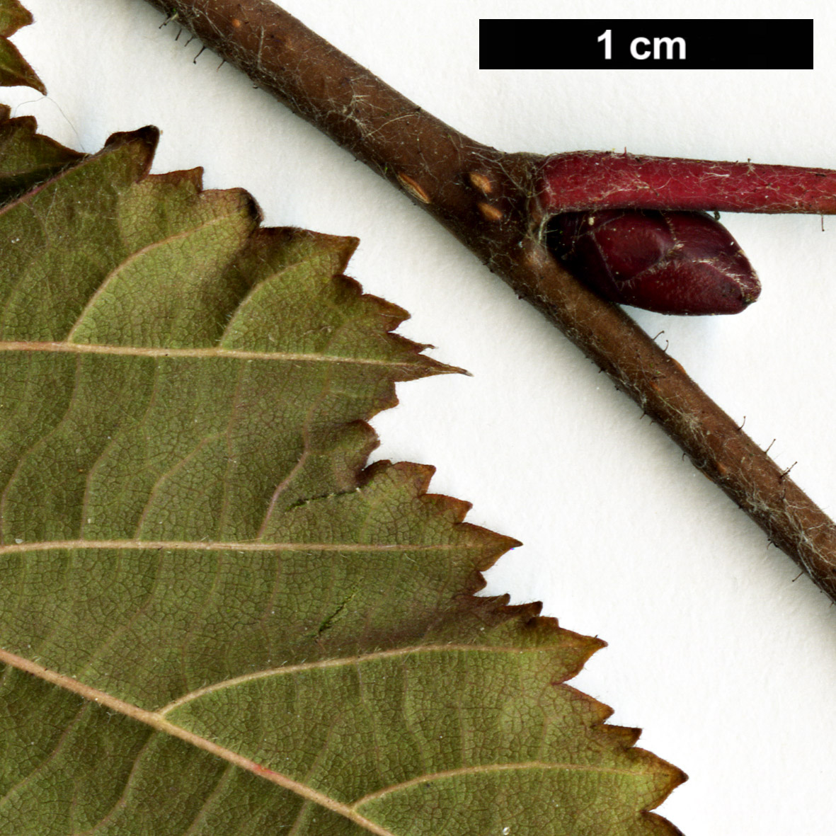 High resolution image: Family: Betulaceae - Genus: Corylus - Taxon: ×colurnoides (C.avellana × C.colurna) High resolution image: Family: Betulaceae - Genus: Corylus - Taxon: ×colurnoides (C.avellana × C.colurna)