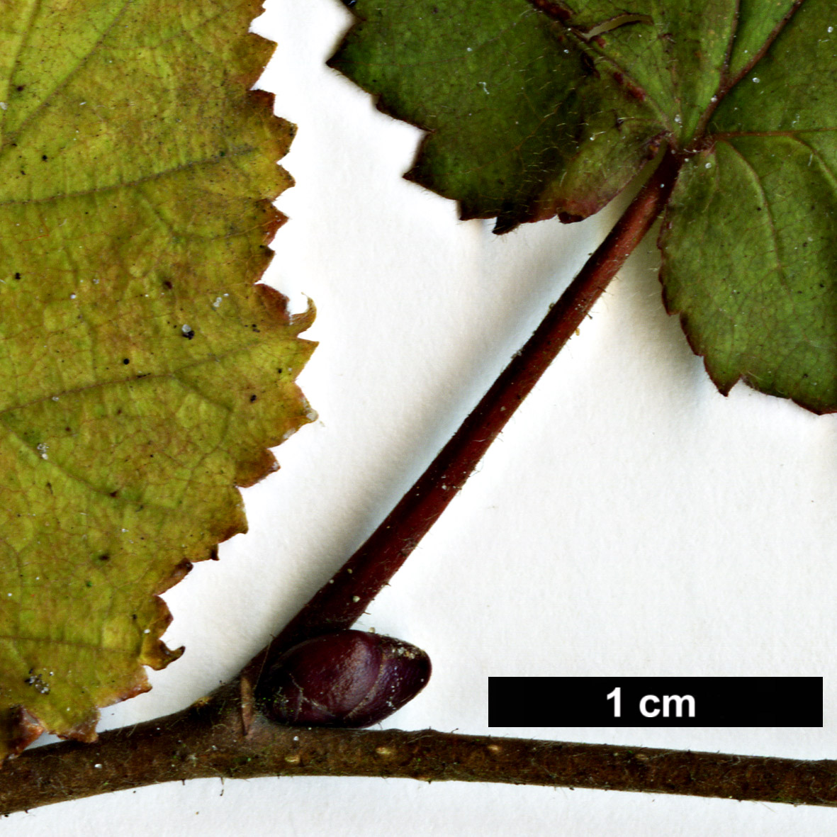 High resolution image: Family: Betulaceae - Genus: Corylus - Taxon: ×colurnoides (C.avellana × C.colurna) High resolution image: Family: Betulaceae - Genus: Corylus - Taxon: ×colurnoides (C.avellana × C.colurna)