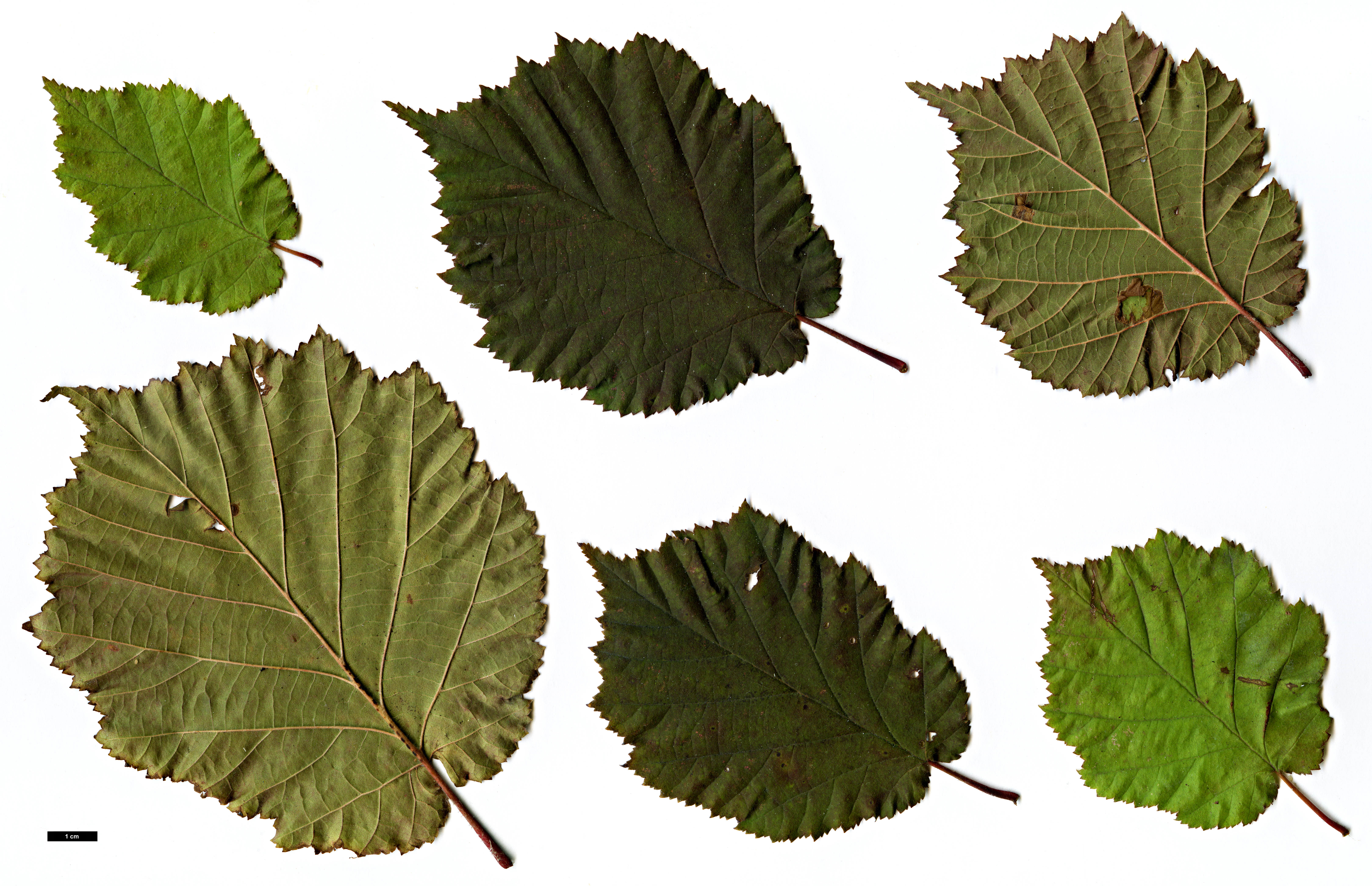 High resolution image: Family: Betulaceae - Genus: Corylus - Taxon: ×colurnoides (C.avellana × C.colurna) High resolution image: Family: Betulaceae - Genus: Corylus - Taxon: ×colurnoides (C.avellana × C.colurna)