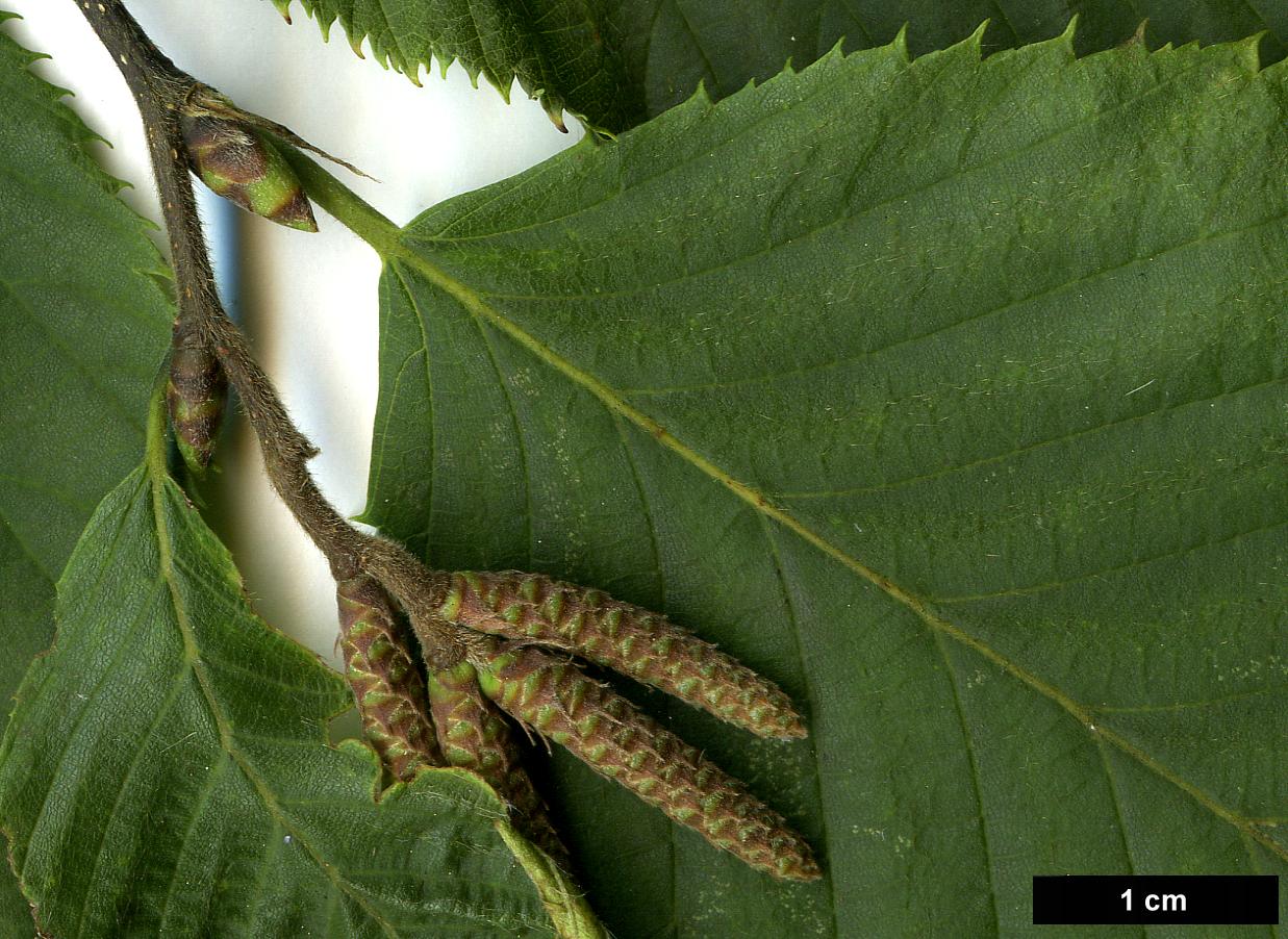 High resolution image: Family: Betulaceae - Genus: Ostrya - Taxon: carpinifolia