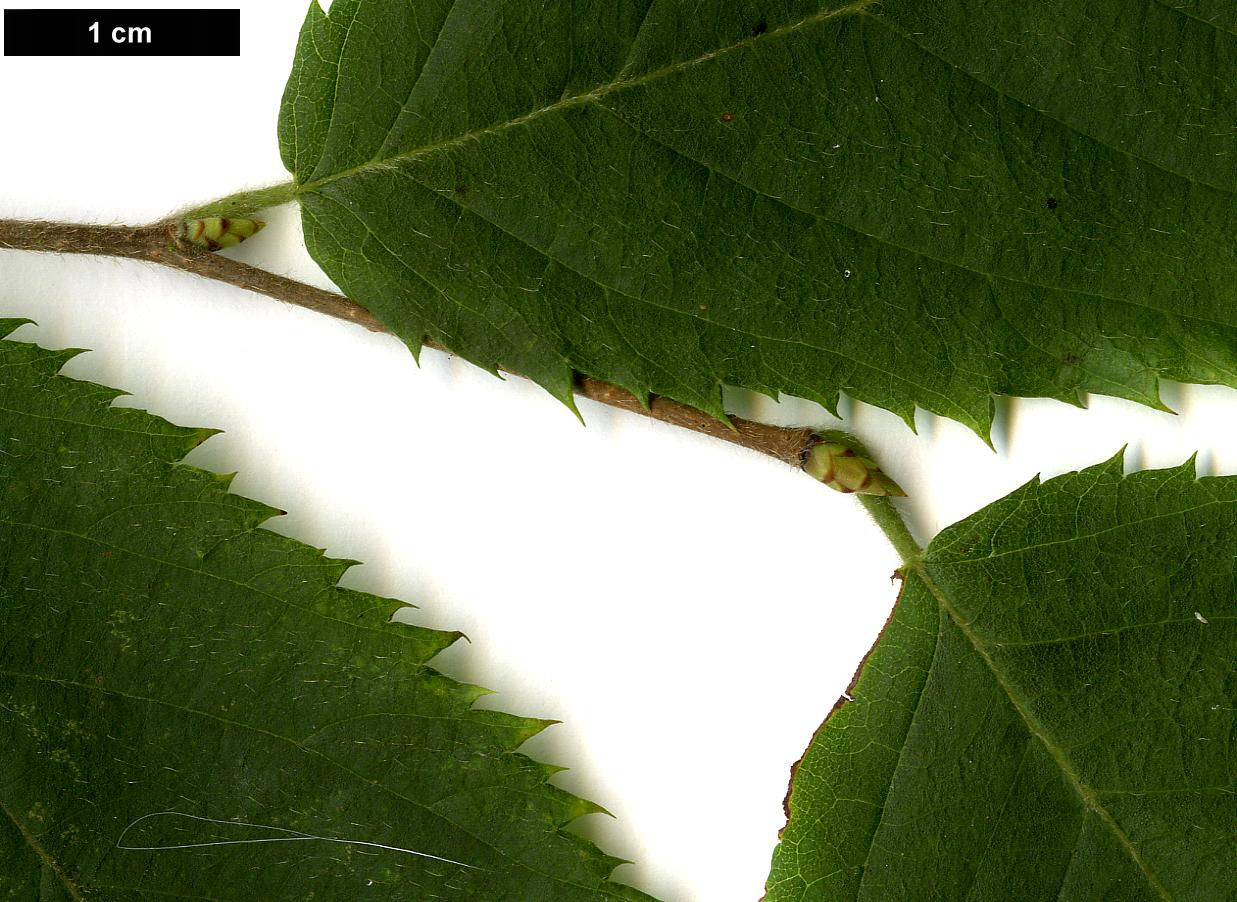 High resolution image: Family: Betulaceae - Genus: Ostrya - Taxon: virginiana