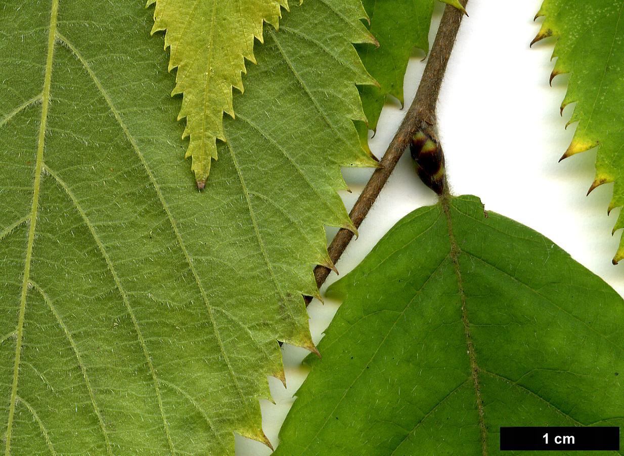 High resolution image: Family: Betulaceae - Genus: Ostrya - Taxon: virginiana