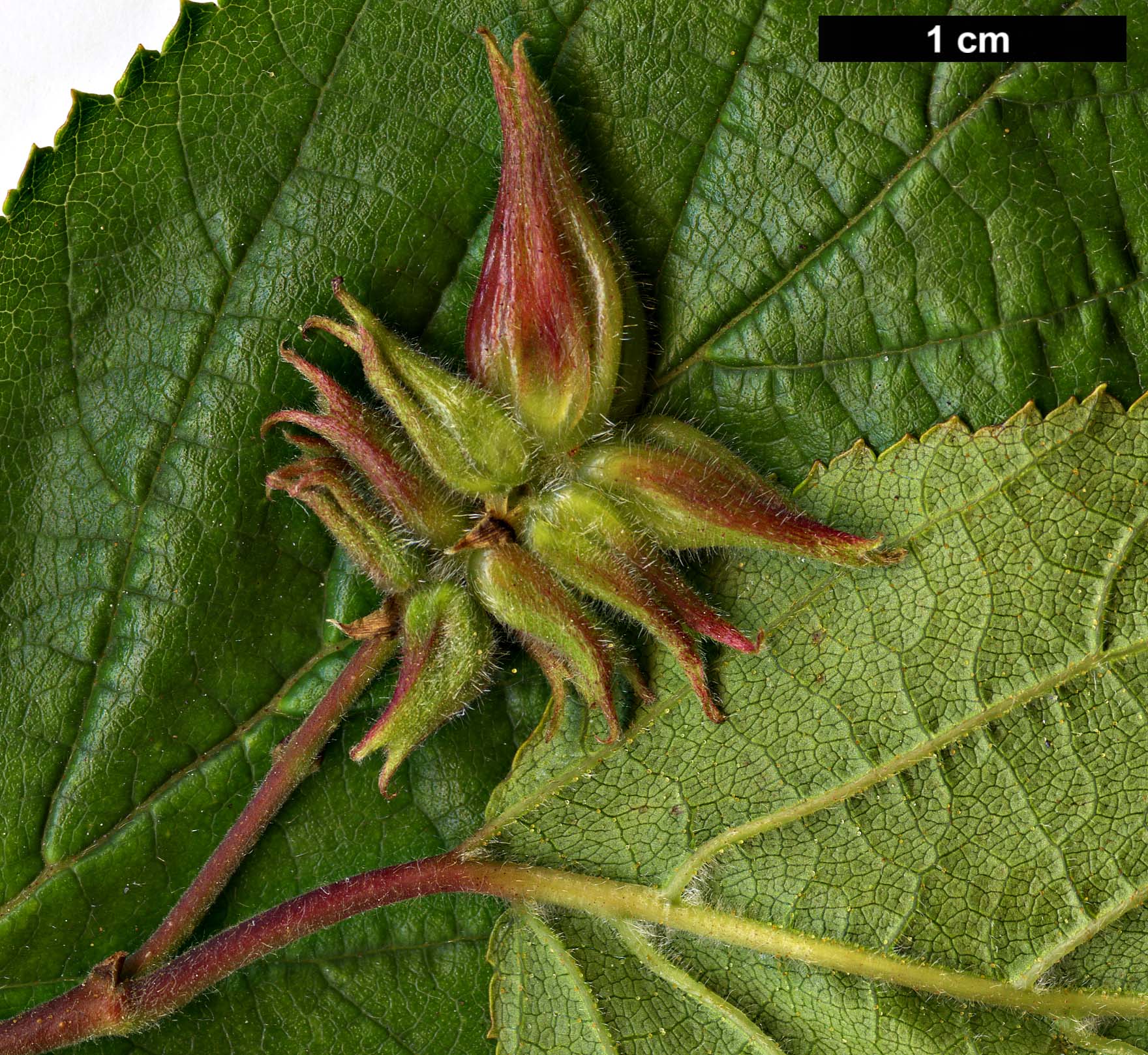 High resolution image: Family: Betulaceae - Genus: Ostryopsis - Taxon: davidiana