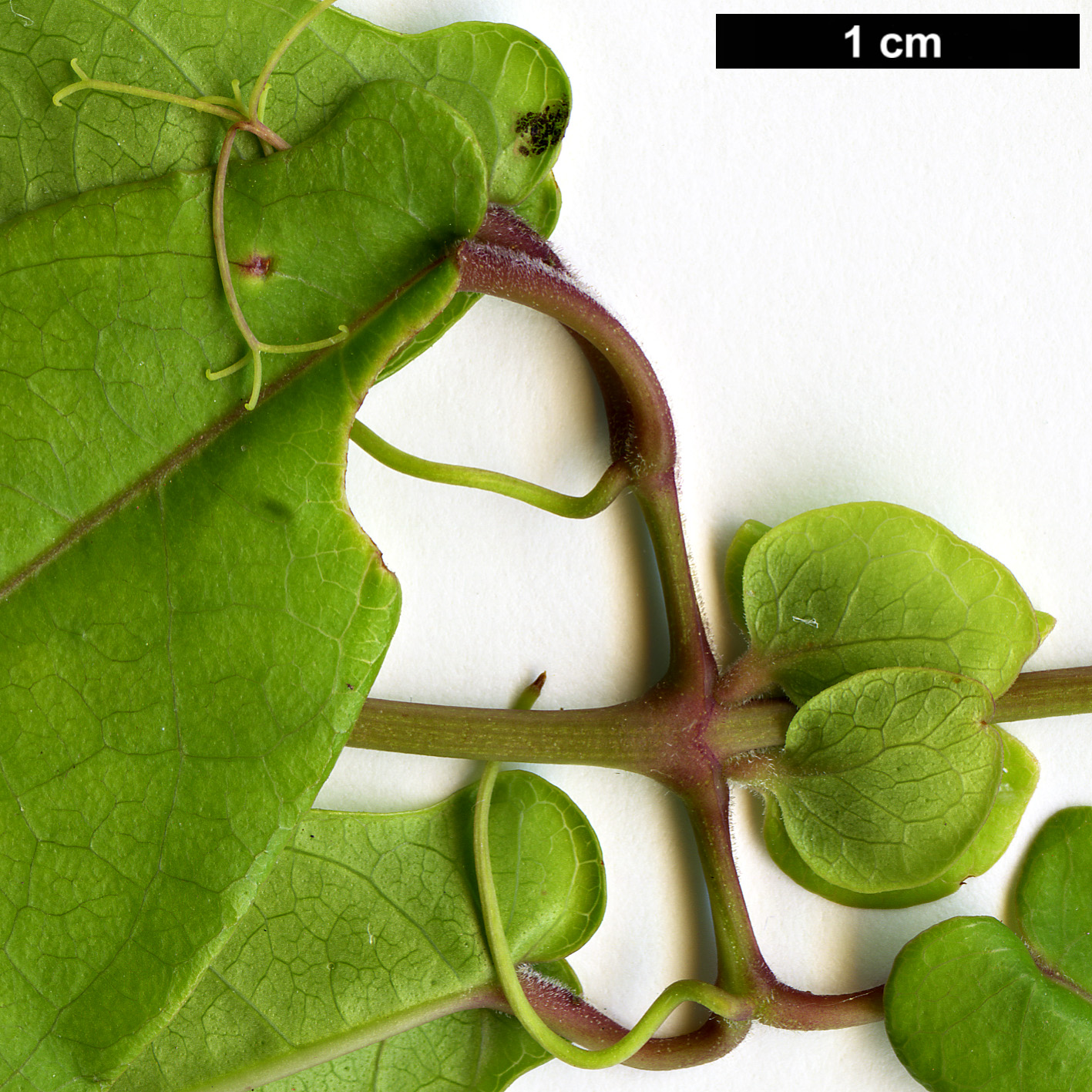 High resolution image: Family: Bignoniaceae - Genus: Bignonia - Taxon: capreolata