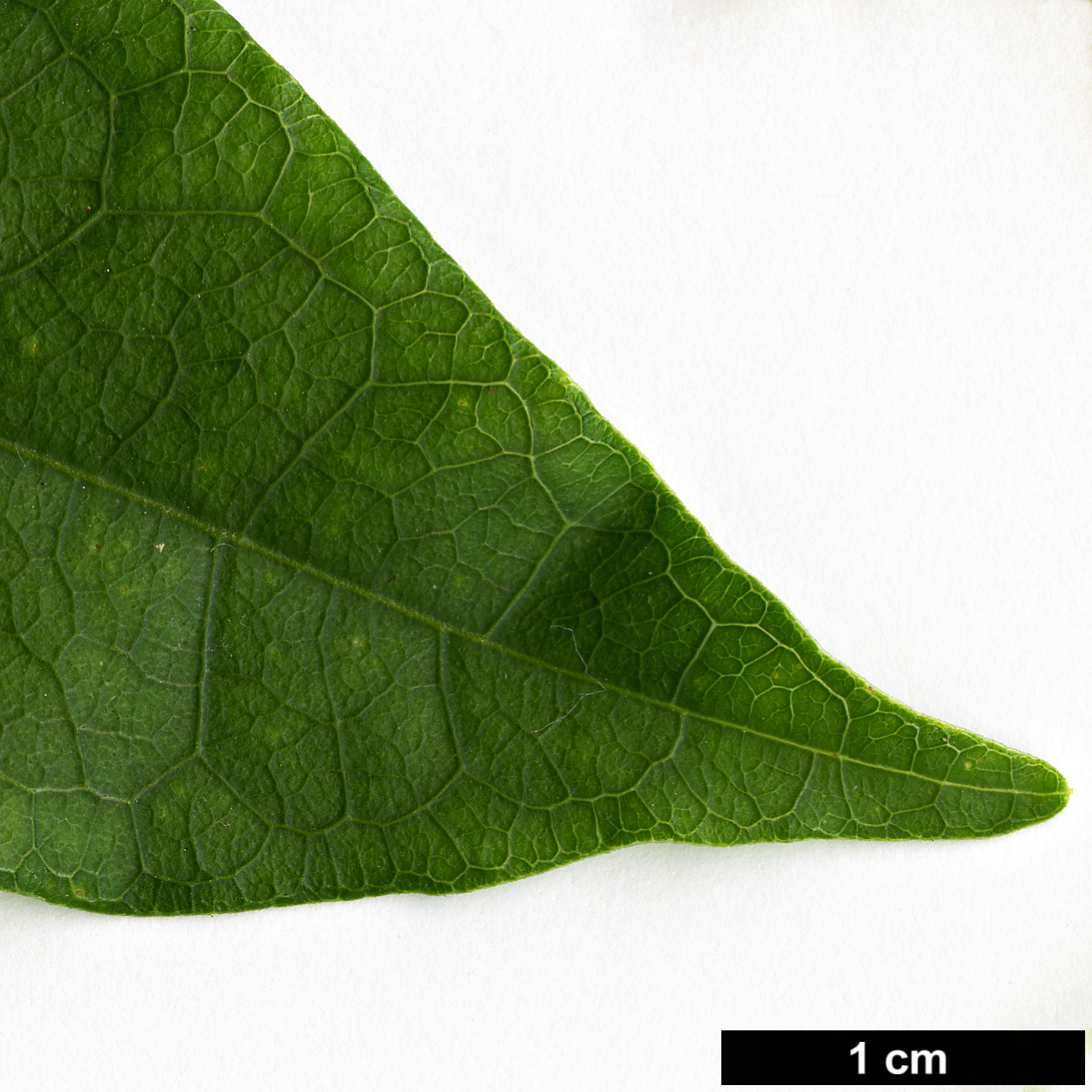 High resolution image: Family: Bignoniaceae - Genus: Bignonia - Taxon: capreolata