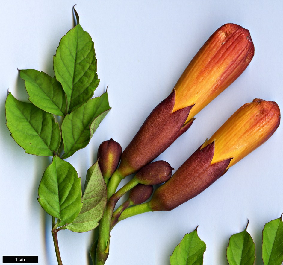 High resolution image: Family: Bignoniaceae - Genus: Campsis - Taxon: radicans