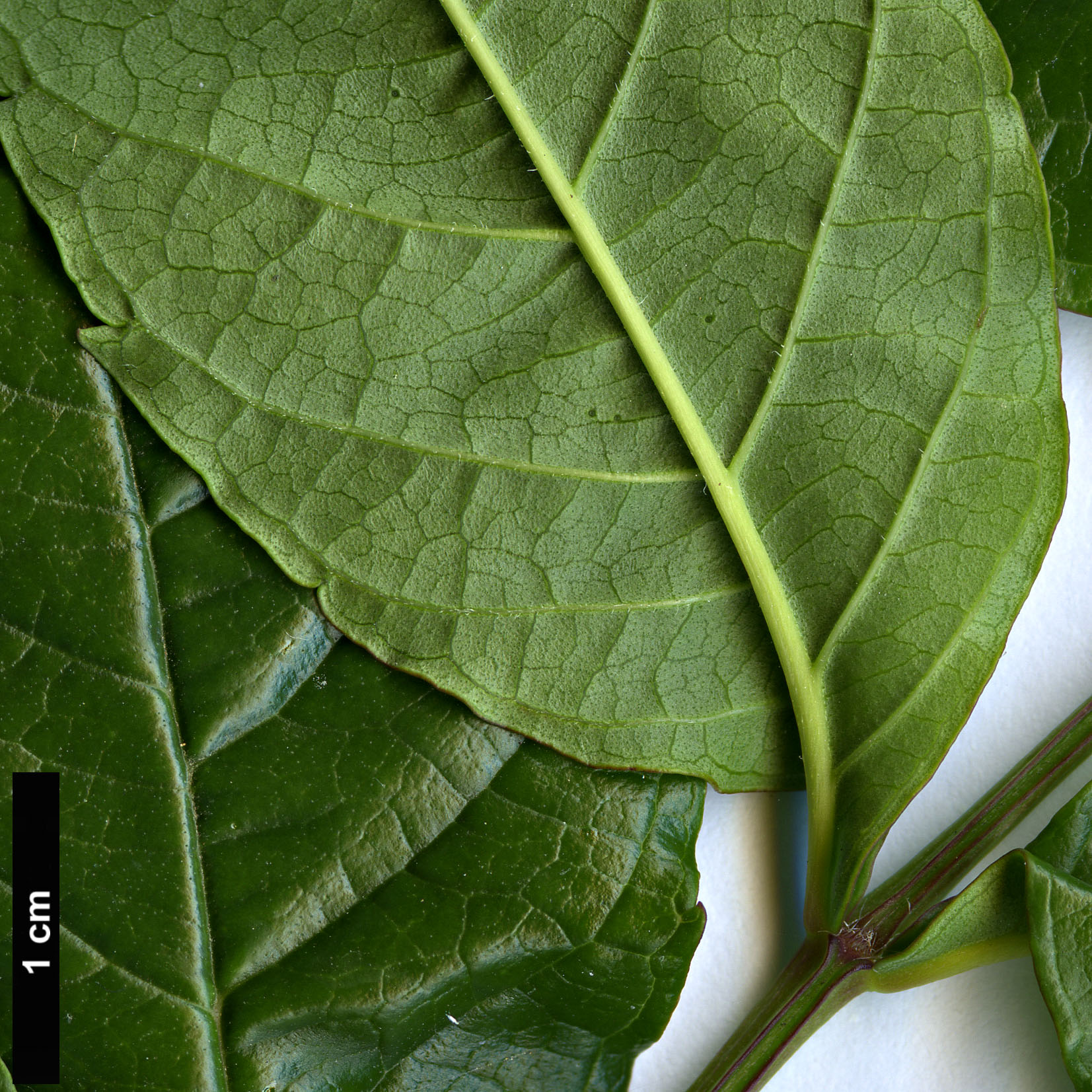 High resolution image: Family: Bignoniaceae - Genus: Campsis - Taxon: radicans